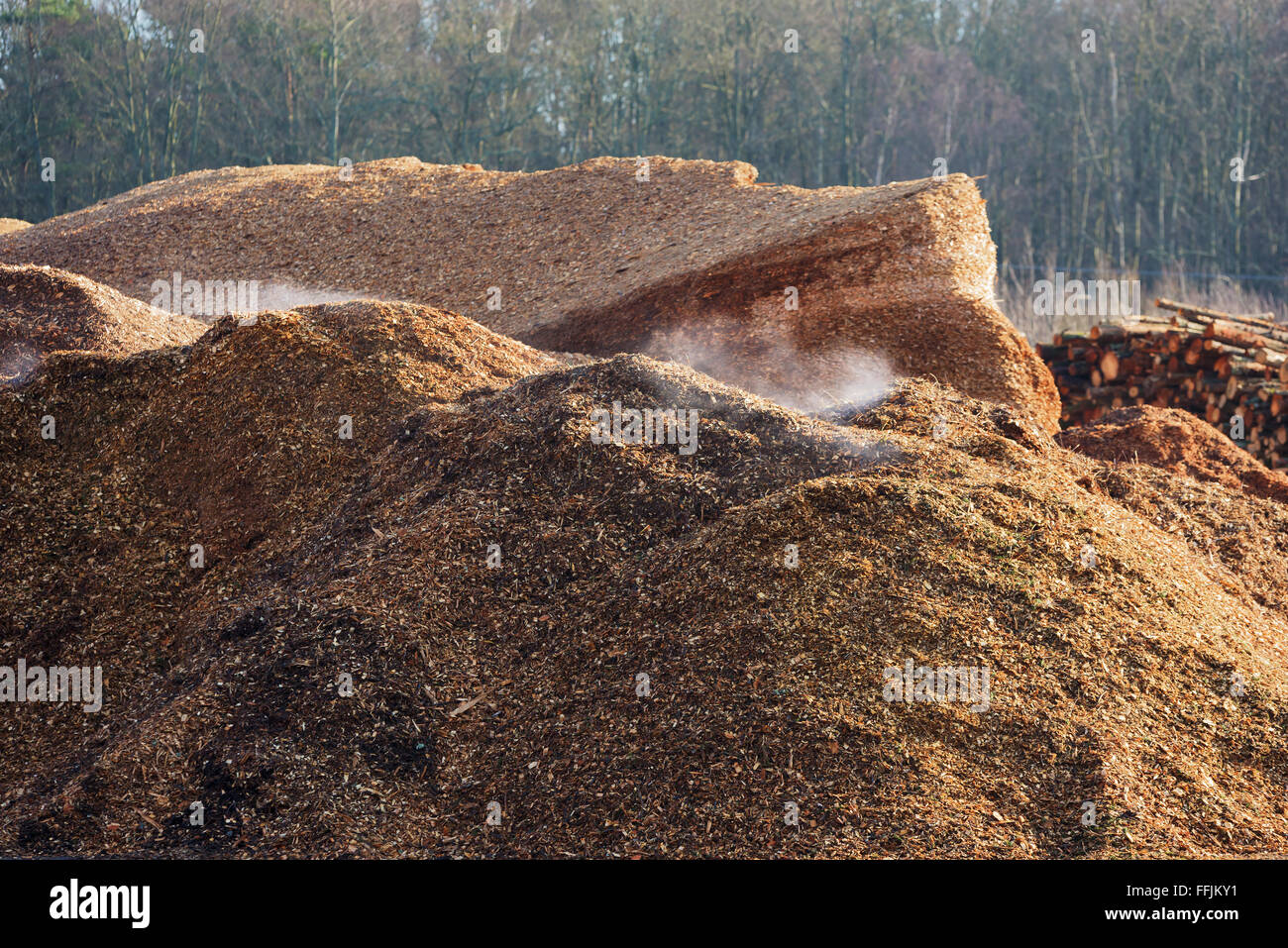 Un palo di fumo di legna trucioli o scaglie. I processi biologici all'interno della pila rende diventare abbastanza caldo per emettere fumo. Foto Stock