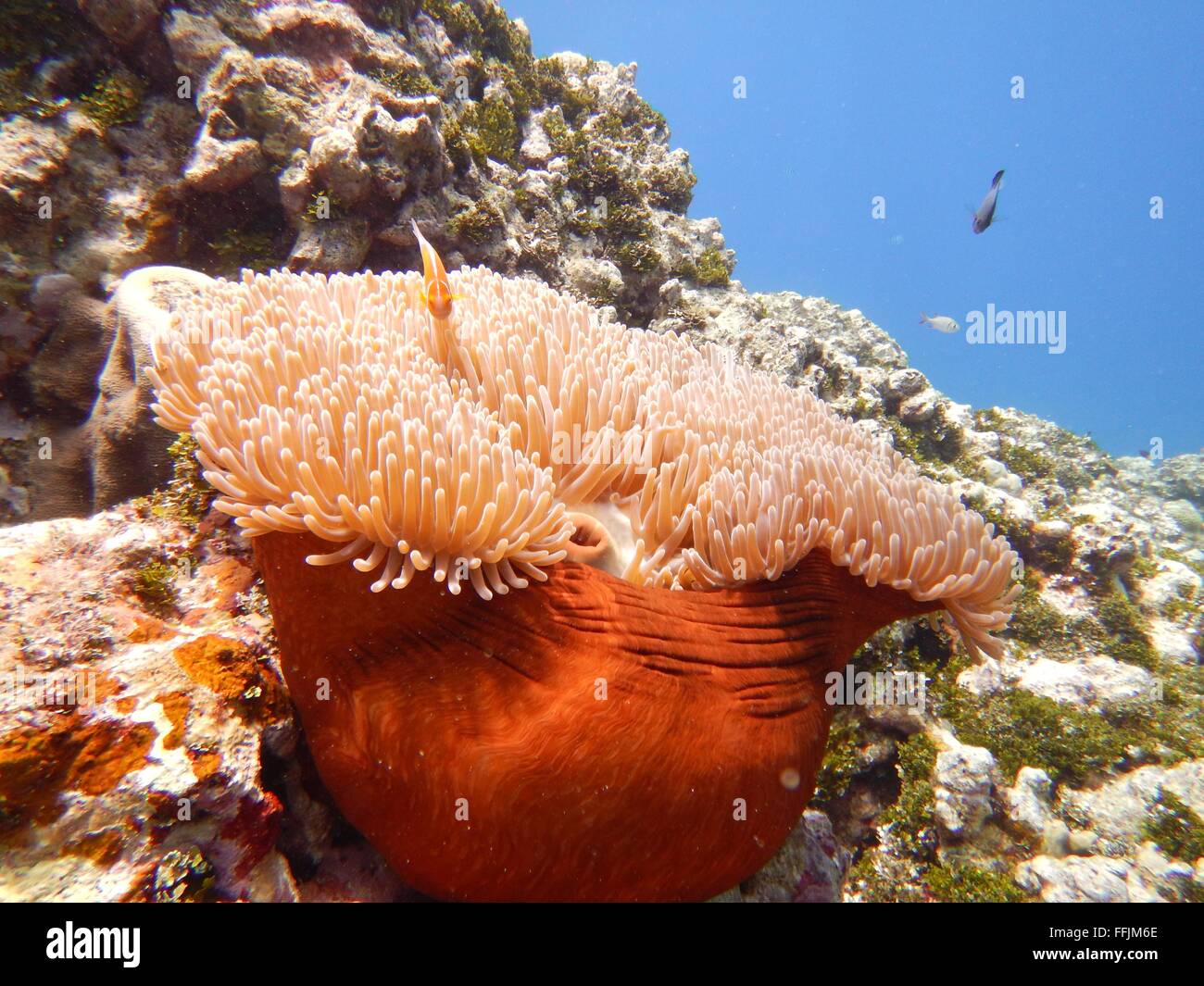 L' immagine di un pesce pagliaccio che vivono in un soft coral. Foto Stock