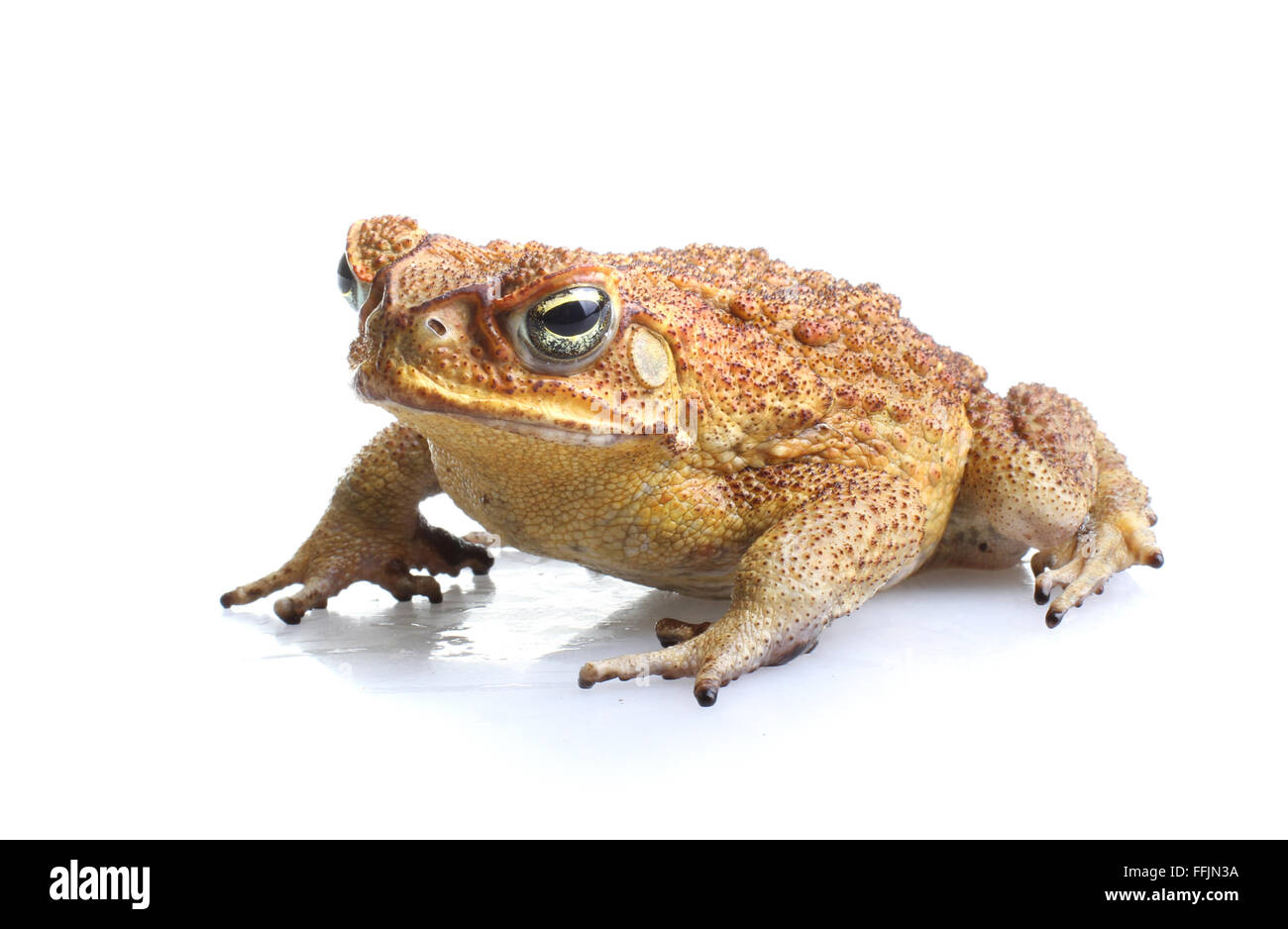 Il rospo di canna - Bufo marinus - o neotropical gigante o il rospo marino. Nativo di America Centrale e Sud America ha introdotto in Australia Foto Stock