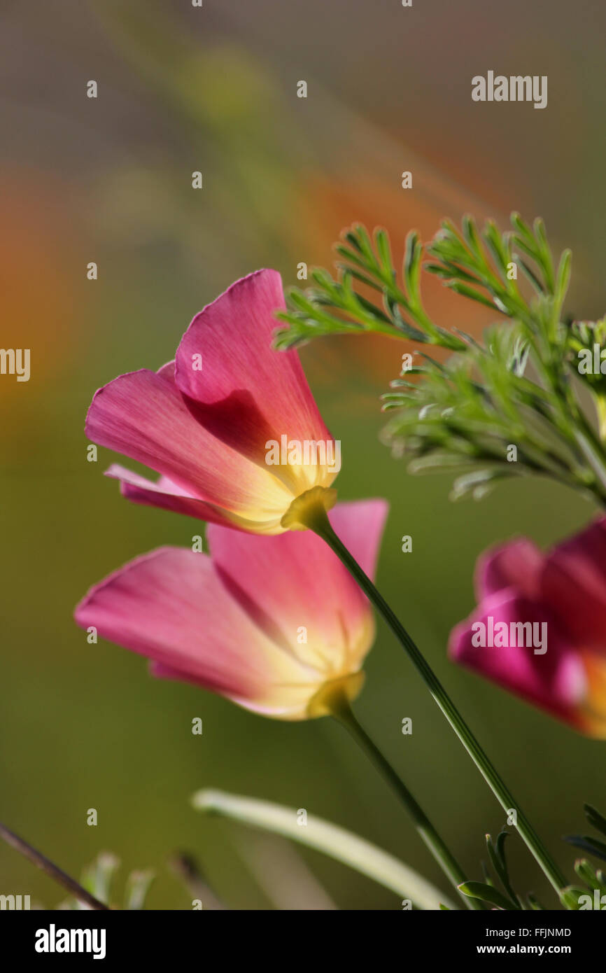 Rosa Papavero californiano fiori (Eschscholzia californica) retroilluminati da sole, con bassa profondità di campo Foto Stock