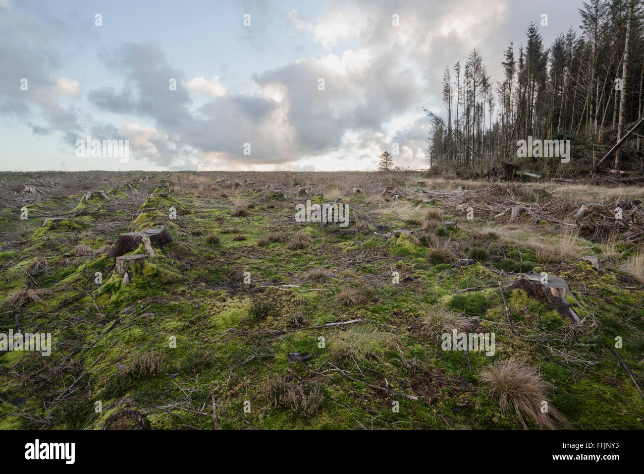 Cancellata la sezione della foresta con windthrow danni sulla destra a causa di recenti modifiche in esposizione e tempeste con venti alti Foto Stock