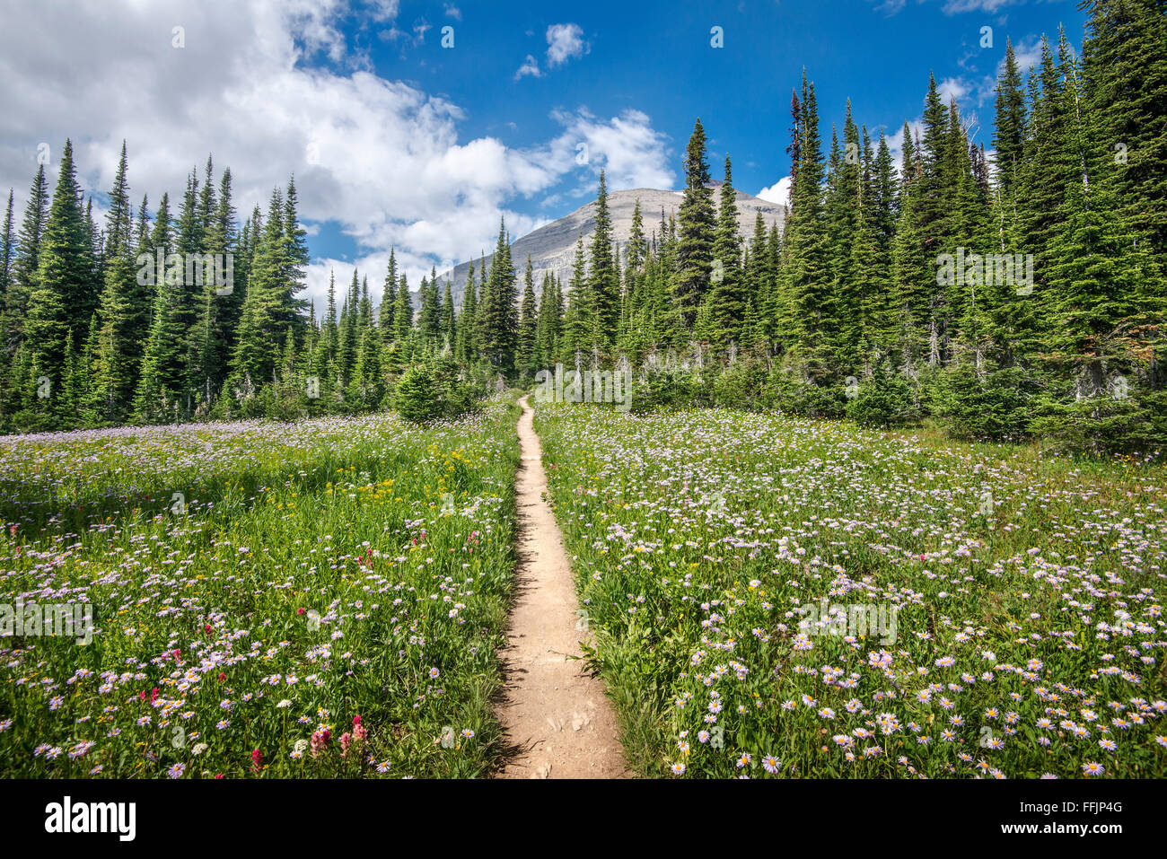 Coperchio di fiori di campo il sentiero in Preston Park in primavera presso il Glacier National Park in ghiacciaio Ovest, Montana. Foto Stock