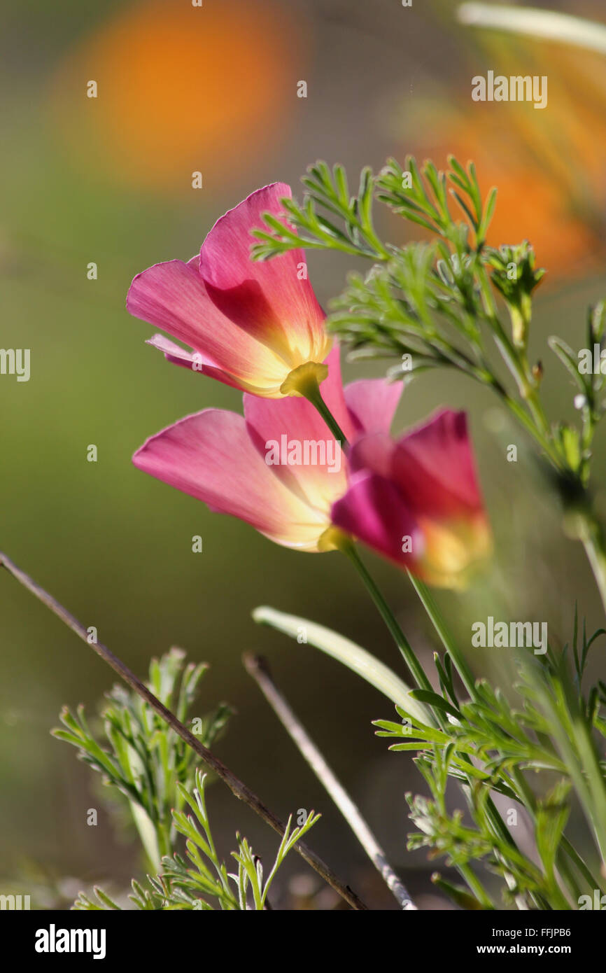 Rosa Papavero californiano fiori (Eschscholzia californica) retroilluminati da sole, con bassa profondità di campo Foto Stock