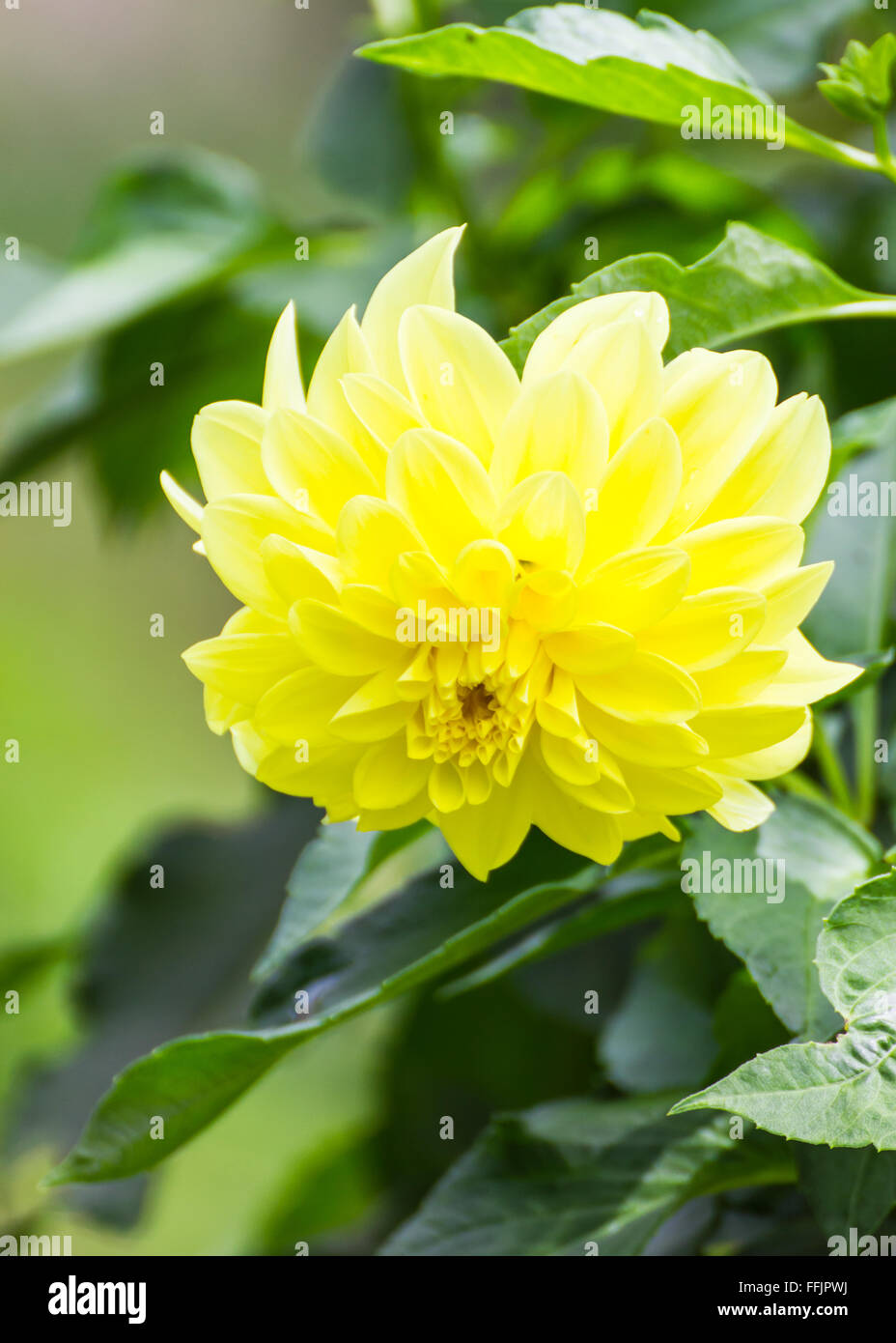 Il giallo fiore dahlia Foto Stock