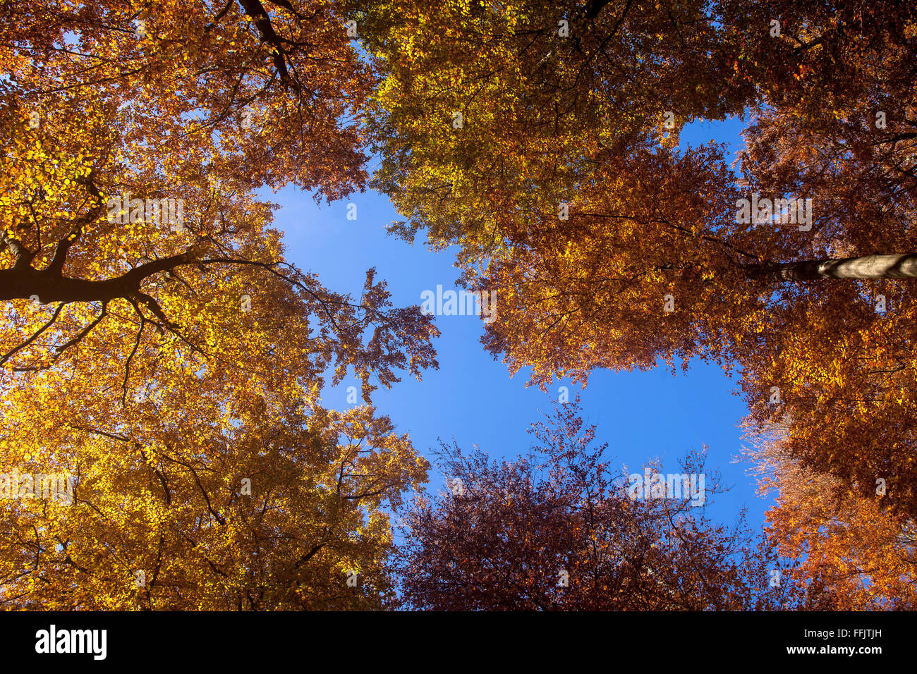 Europa, Deutschland, Renania settentrionale-Vestfalia, Herbst im Wald am Ruhrhoehenweg im Ardeygebirge bei Wetter an der Ruhr. Europa, Germa Foto Stock