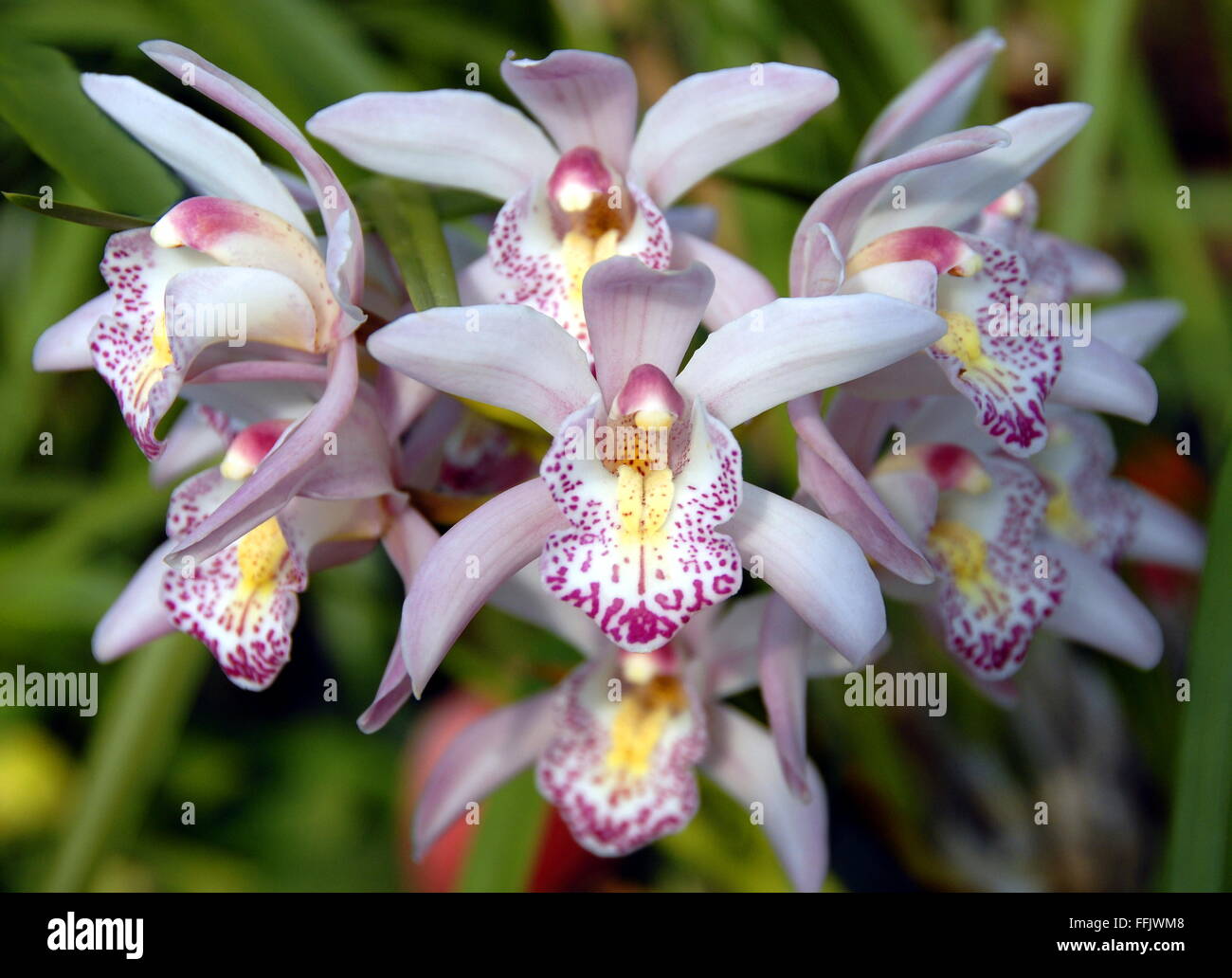 Bianco Rosa orchidee Foto Stock