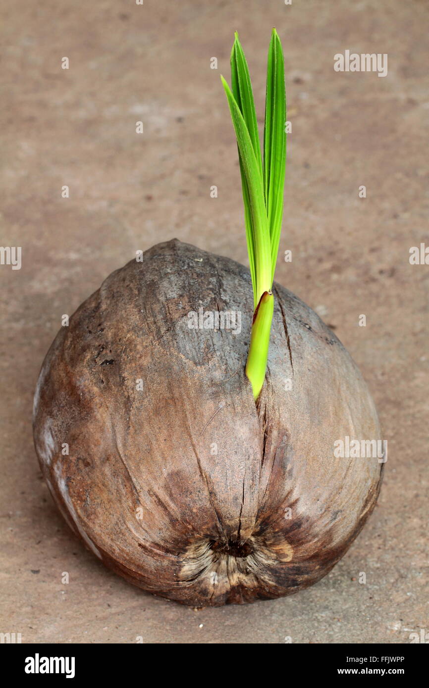 Chiuso il germoglio della palma da cocco Foto Stock