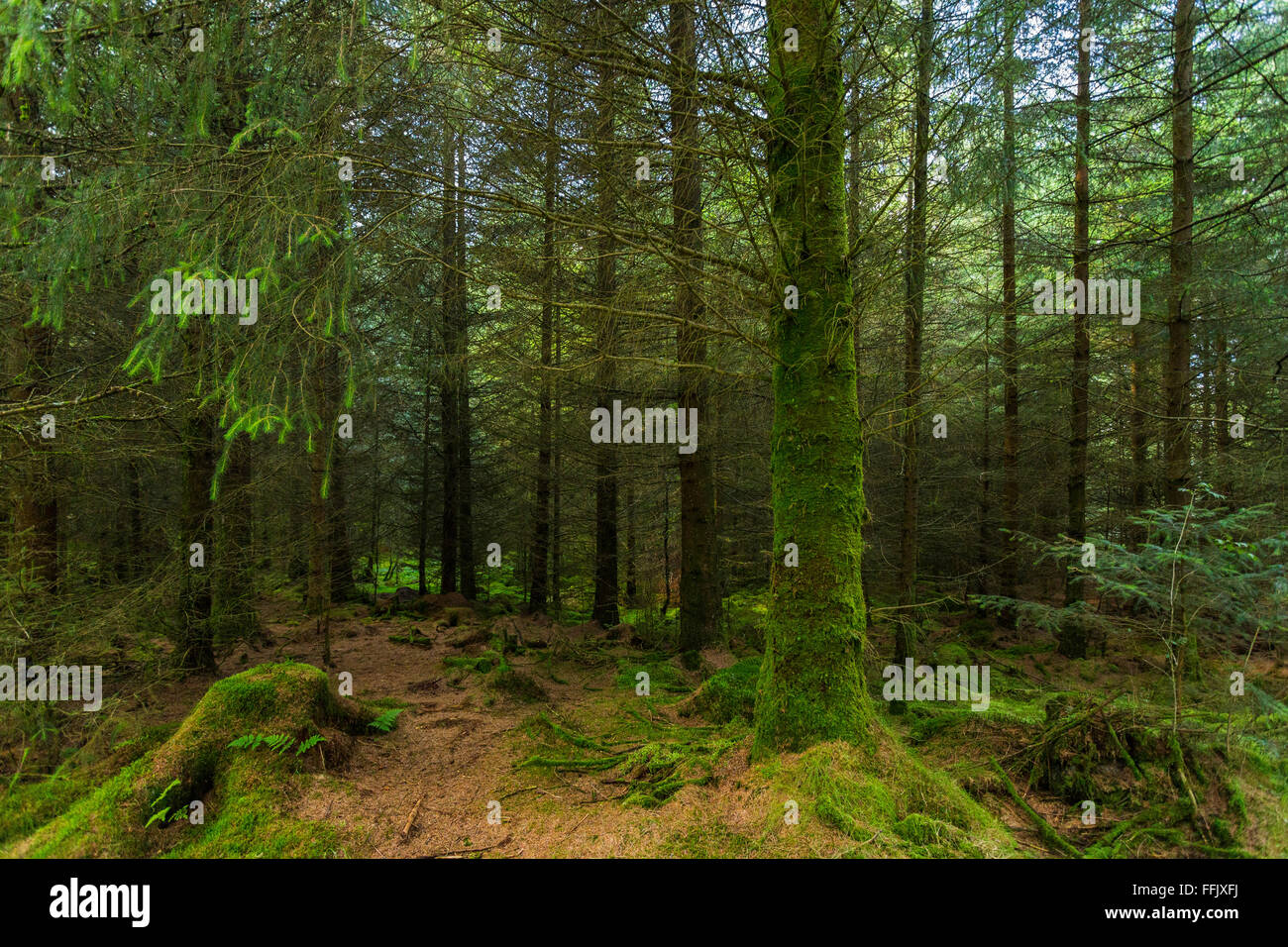 Boschi nel Parco Alta piantagione South Lakeland District, Cumbria, England, Regno Unito Foto Stock