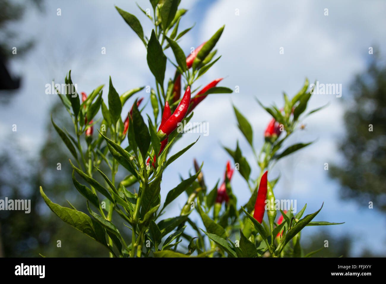 Piccanti i peperoncini sul ramo verde Foto Stock