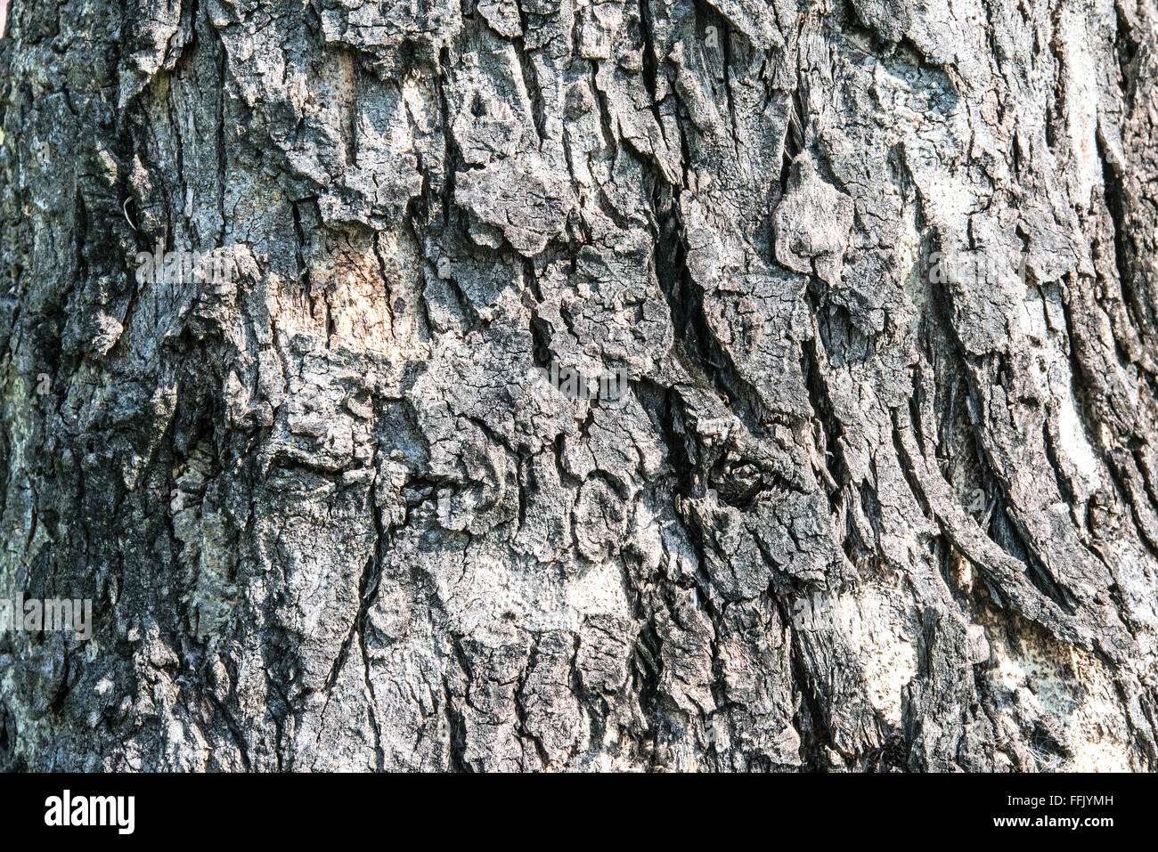 Il legno vecchio incrinato di corteccia di albero texture Foto Stock