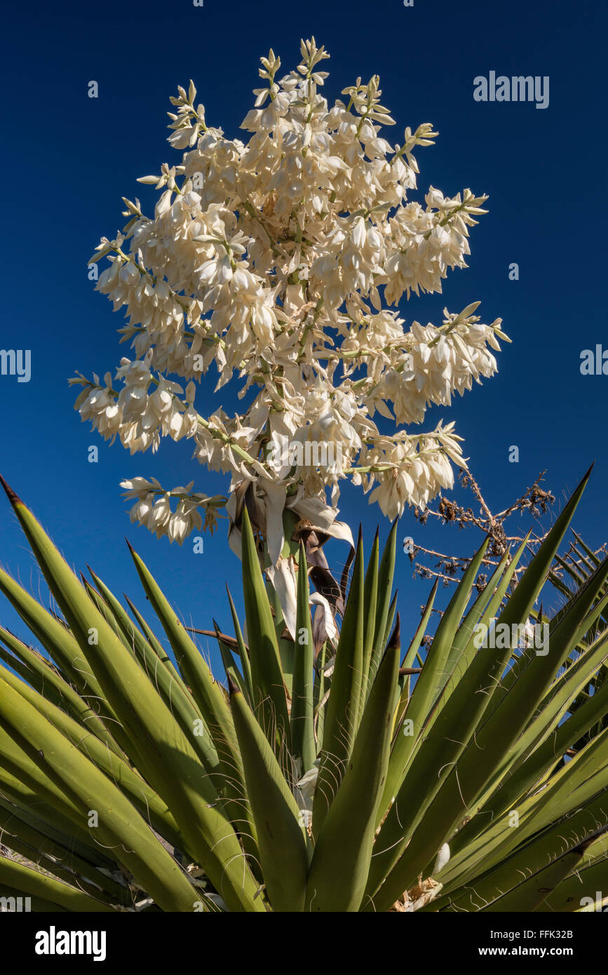 Blooming pugnale gigante yucca pugnale nella zona piana, deserto del Chihuahuan, parco nazionale di Big Bend, Texas, Stati Uniti d'America Foto Stock