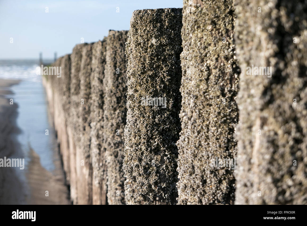 Strand, Buhne, Domburg, Nordsee-Küste, Provinz Seeland, Niederlande | Spiaggia, groyne, Domburg, costa del Mare del Nord, Zeeland, paesi Foto Stock