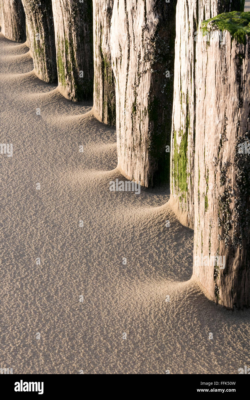 Strand, Buhne, Domburg, Nordsee-Küste, Provinz Seeland, Niederlande | Spiaggia, groyne, Domburg, costa del Mare del Nord, Zeeland, paesi Foto Stock