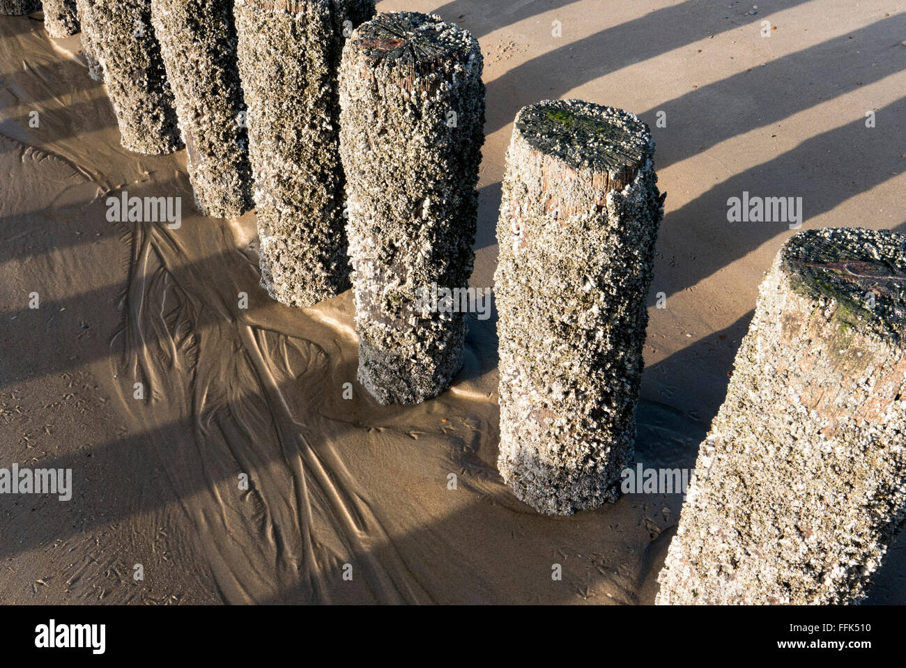 Strand, Buhne, Domburg, Nordsee-Küste, Provinz Seeland, Niederlande | Spiaggia, groyne, Domburg, costa del Mare del Nord, Zeeland, paesi Foto Stock