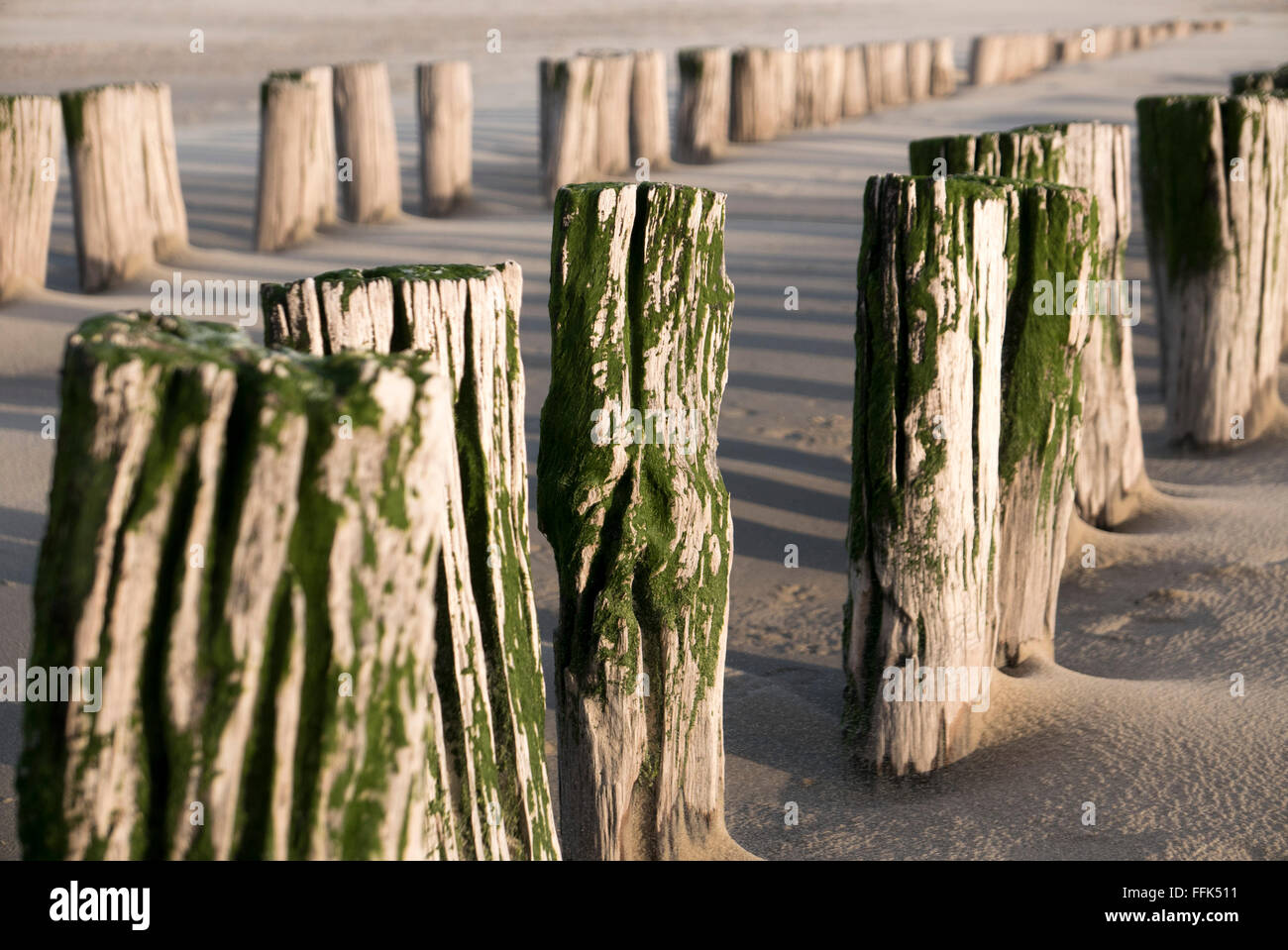 Strand, Buhne, Domburg, Nordsee-Küste, Provinz Seeland, Niederlande | Spiaggia, groyne, Domburg, costa del Mare del Nord, Zeeland, paesi Foto Stock