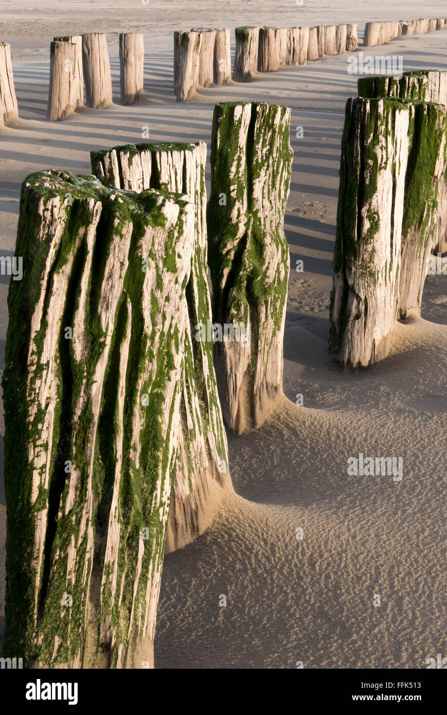 Strand, Buhne, Domburg, Nordsee-Küste, Provinz Seeland, Niederlande | Spiaggia, groyne, Domburg, costa del Mare del Nord, Zeeland, paesi Foto Stock
