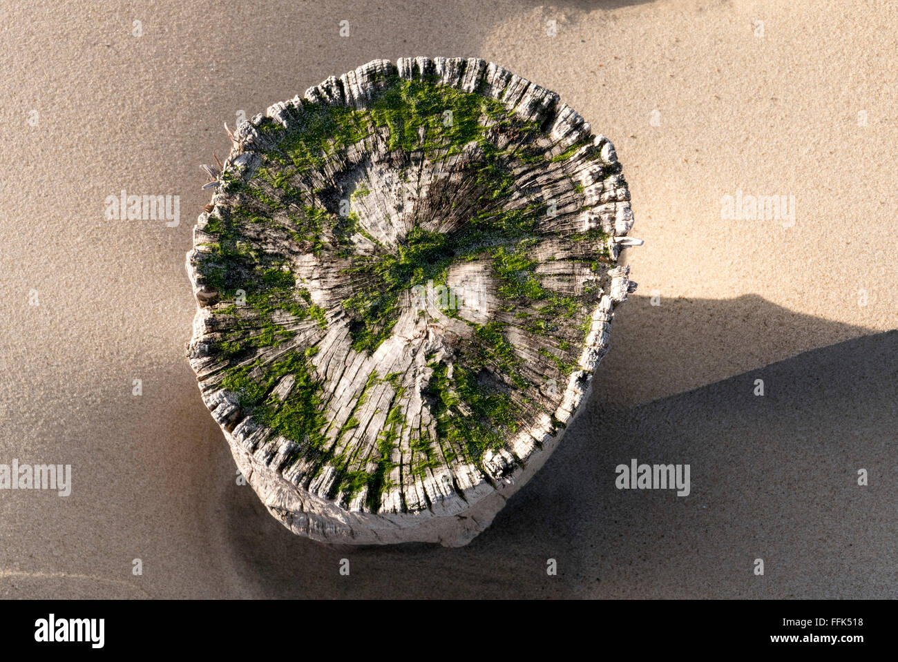 Strand, Buhne, Domburg, Nordsee-Küste, Provinz Seeland, Niederlande | Spiaggia, groyne, Domburg, costa del Mare del Nord, Zeeland, paesi Foto Stock