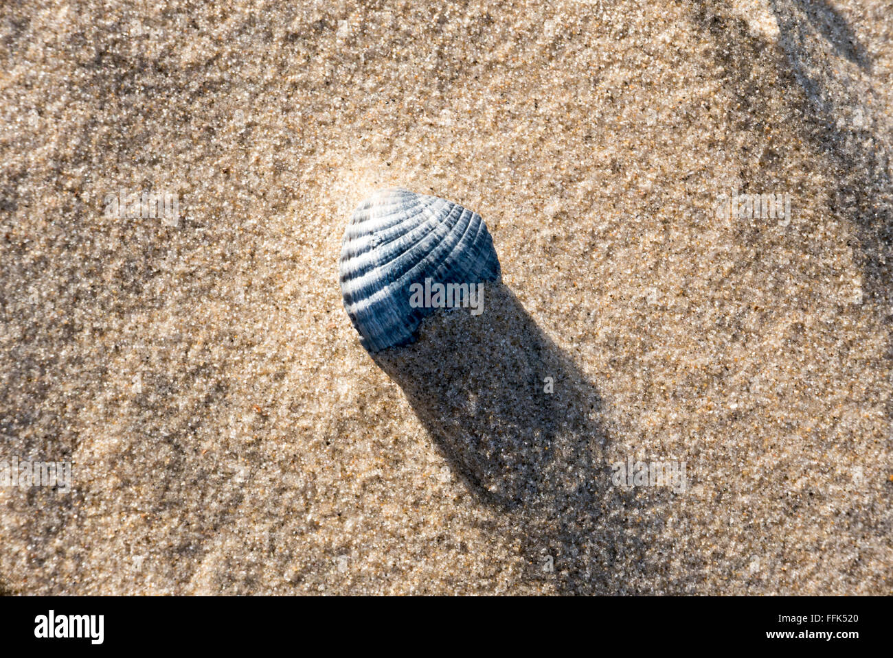 Conchiglie, spiaggia sabbiosa, Domburg, costa del Mare del Nord, Zeeland, Paesi Bassi Foto Stock