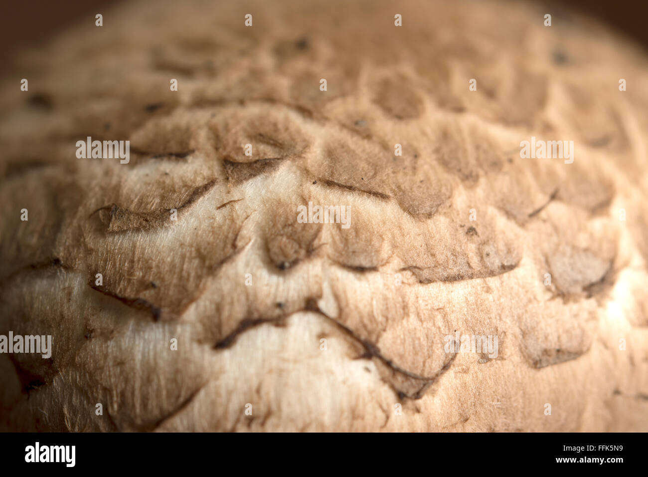 Close up di fungo Foto Stock