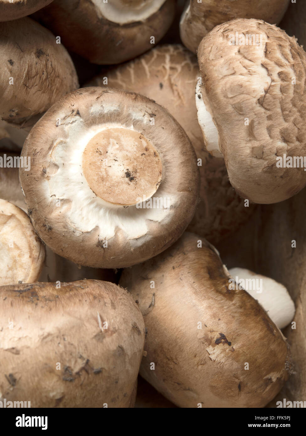 Close up di funghi Foto Stock