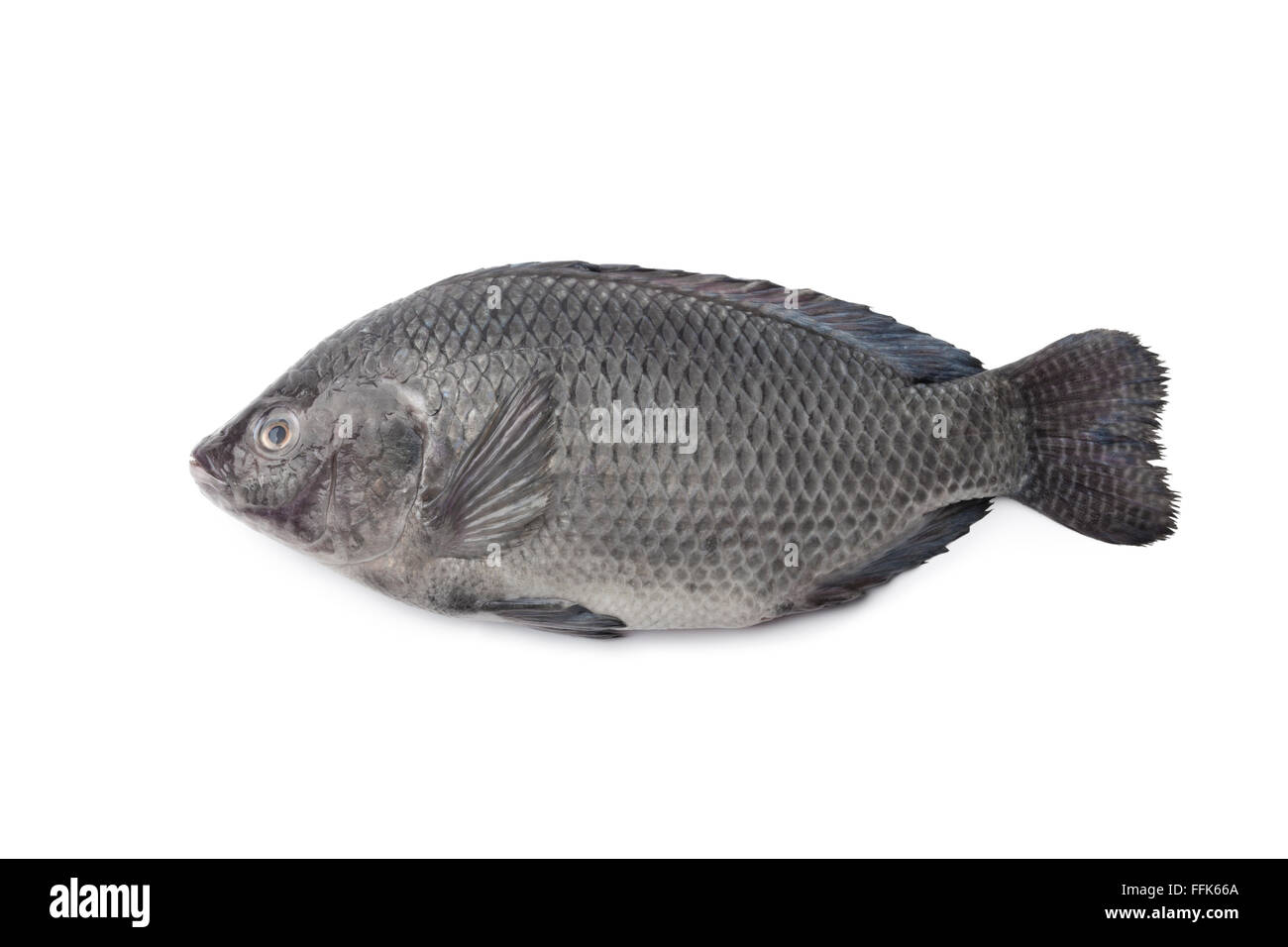 Tutta la singola crudo fresco di pesci di Tilapia isolati su sfondo bianco Foto Stock