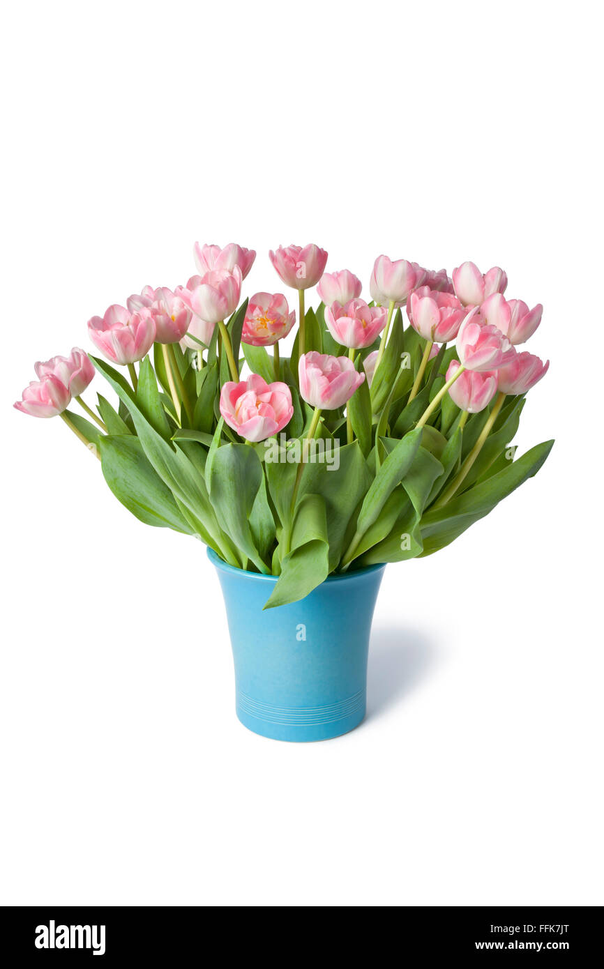 Vaso blu con freschi tulipani rosa su sfondo bianco Foto Stock