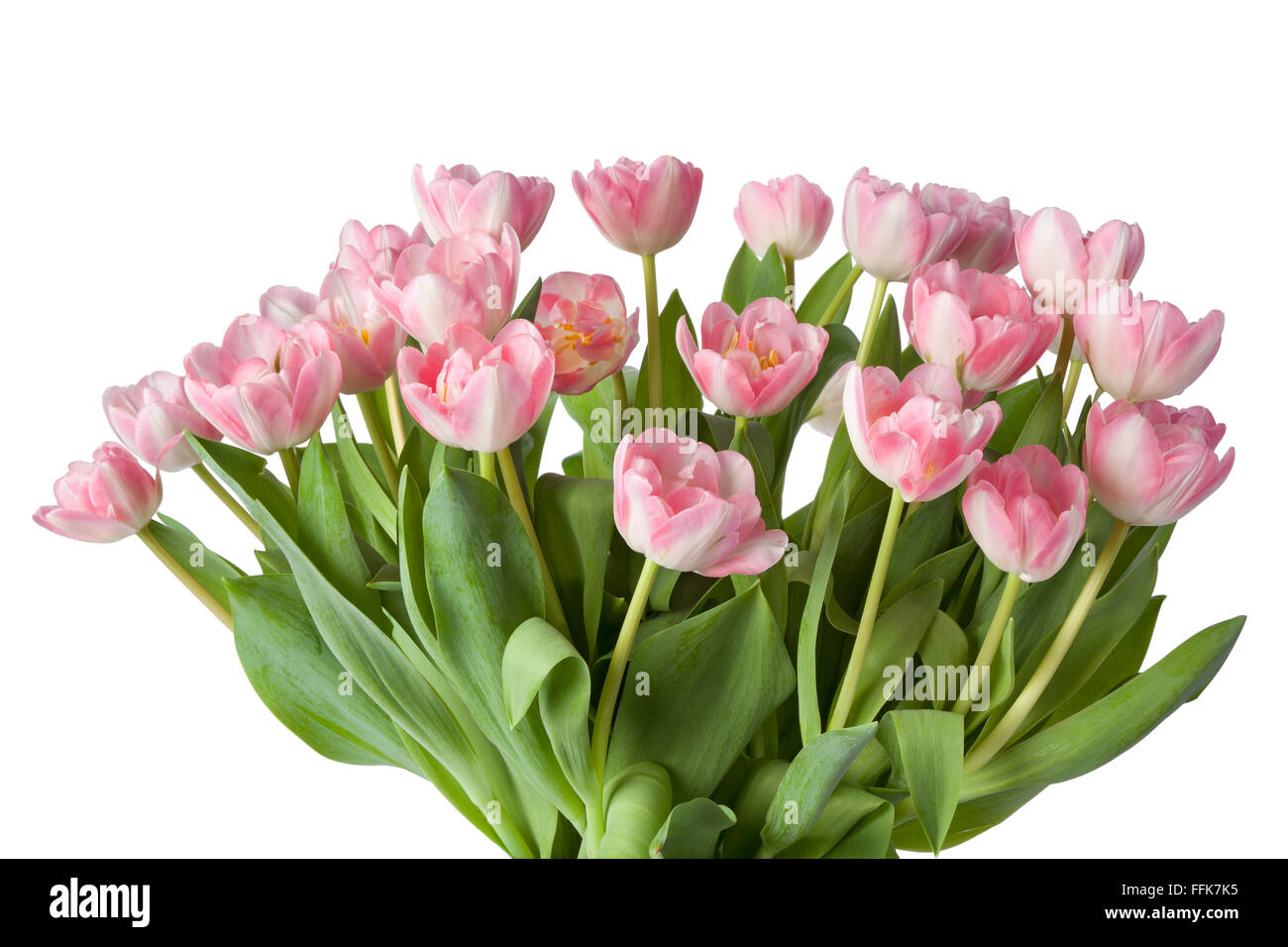 Bouquet di freschi tulipani rosa su sfondo bianco Foto Stock