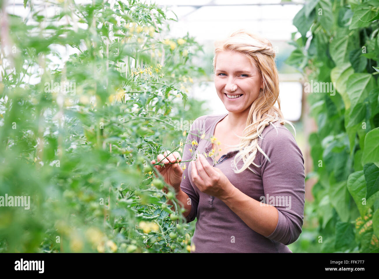 Agriturismo il lavoratore nel controllo di serra di piante di pomodoro Foto Stock