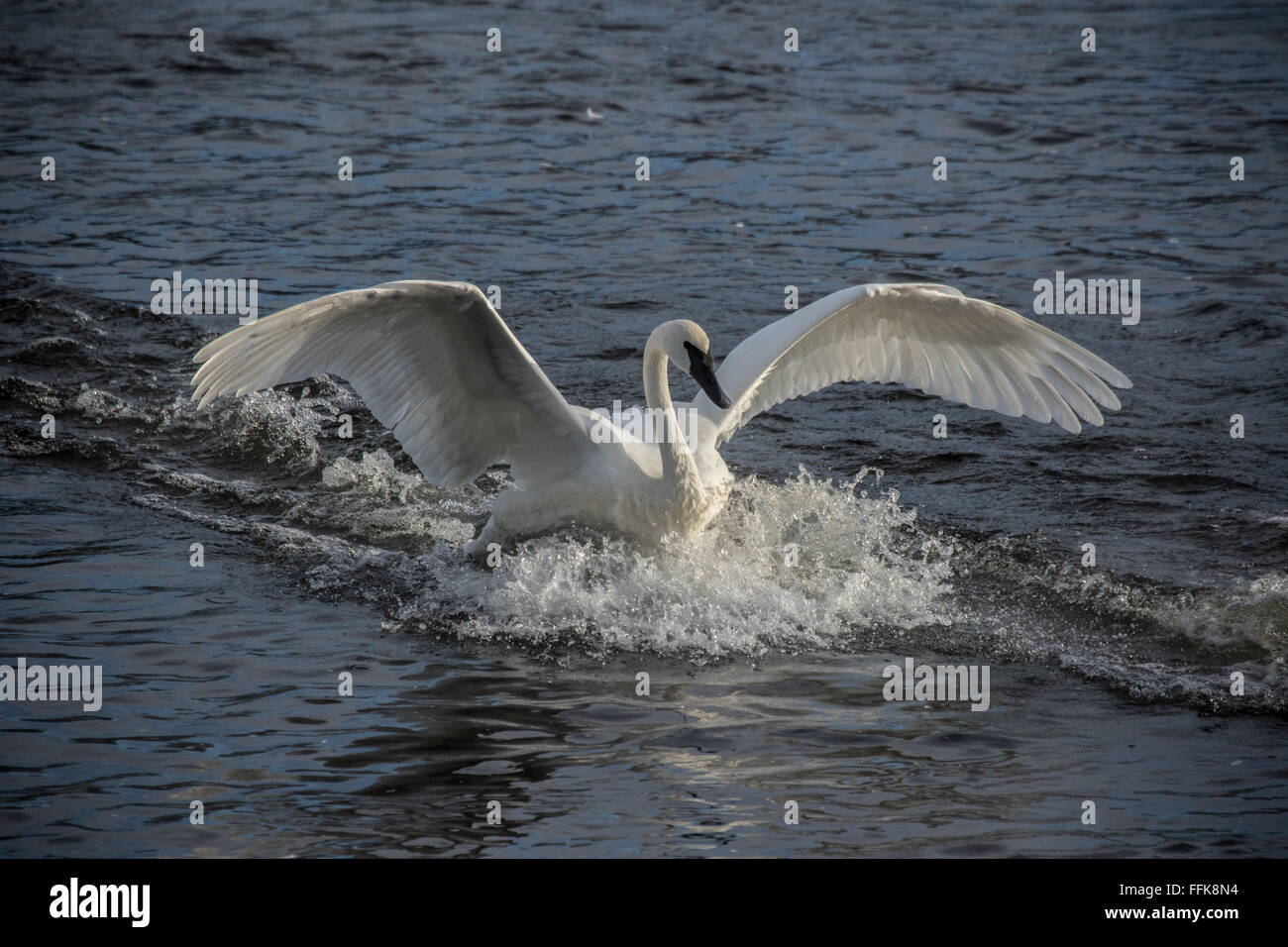 Un trumpeter swan terre nel fiume Mississippi al parco di Cigno, Monticellw, Minnesota, Stati Uniti d'America Foto Stock