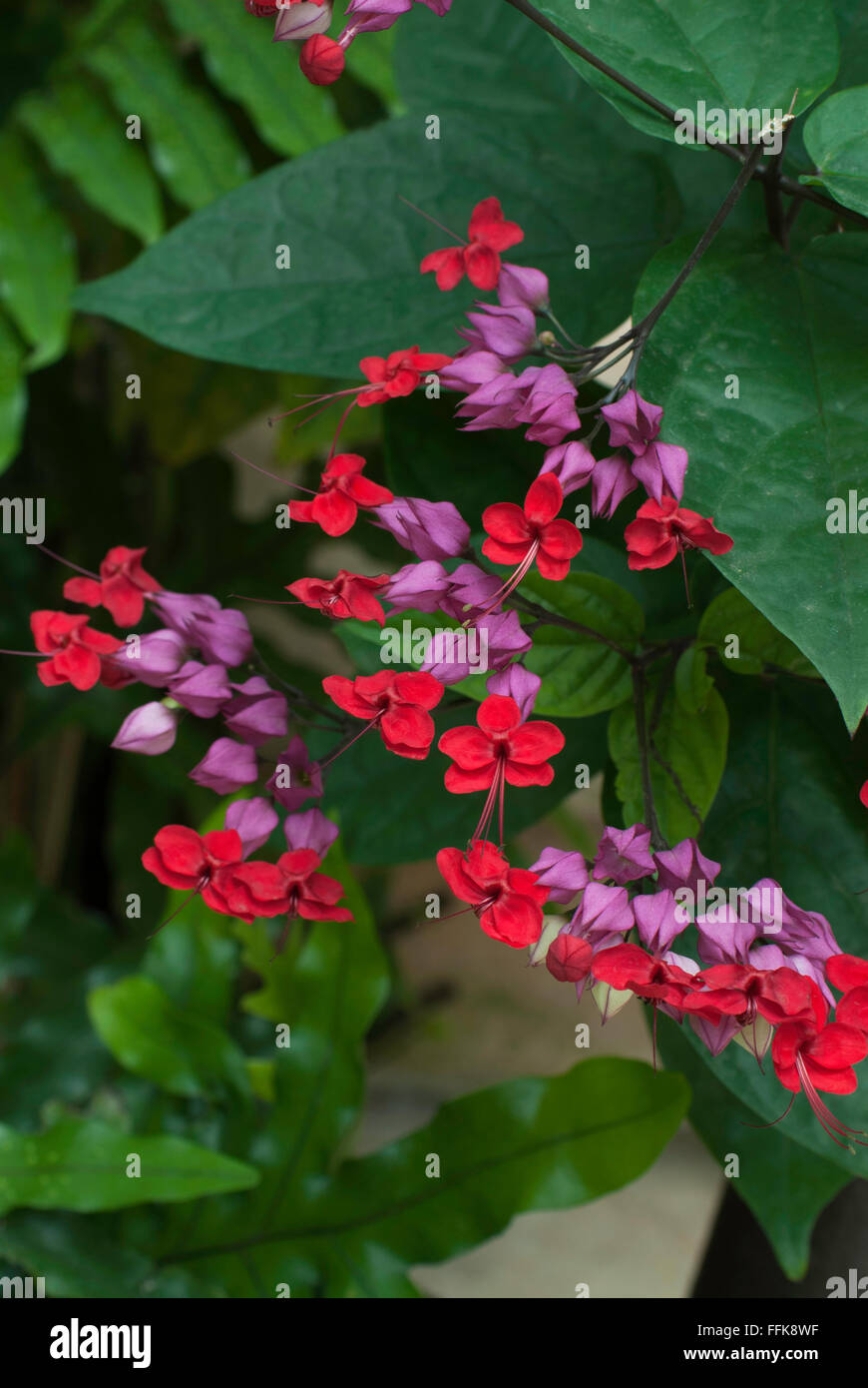 Cuore di spurgo della vigna, Gloria Bower , Clerodendrum thomsoniae Foto Stock