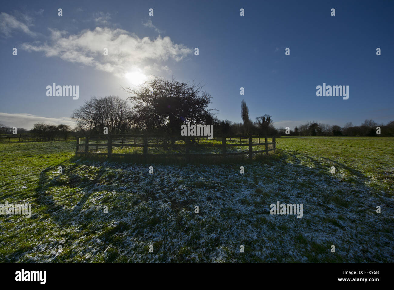 Hethel vecchio Thorn antico albero Foto Stock