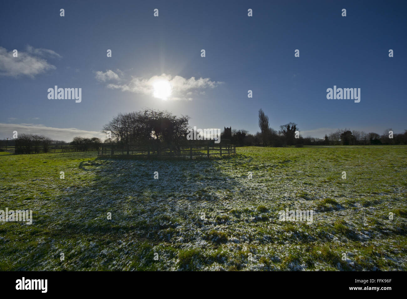Hethel vecchio Thorn antico albero Foto Stock