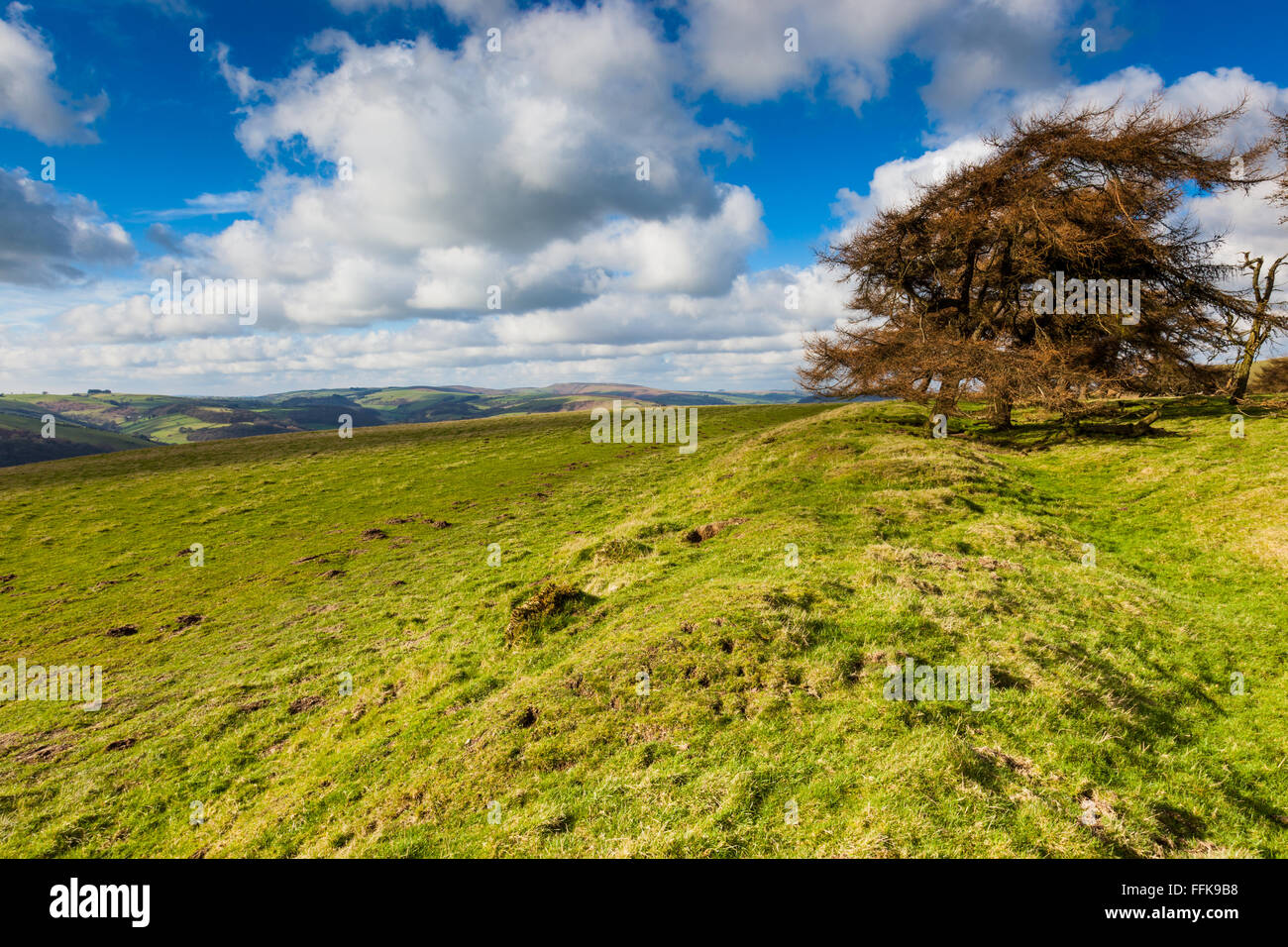 Offa's Dyke terrapieno e National Trail vicino Panpunton Hill, Shropshire, vicino l'inglese/confine gallese a Knighton, Powys, Regno Unito Foto Stock