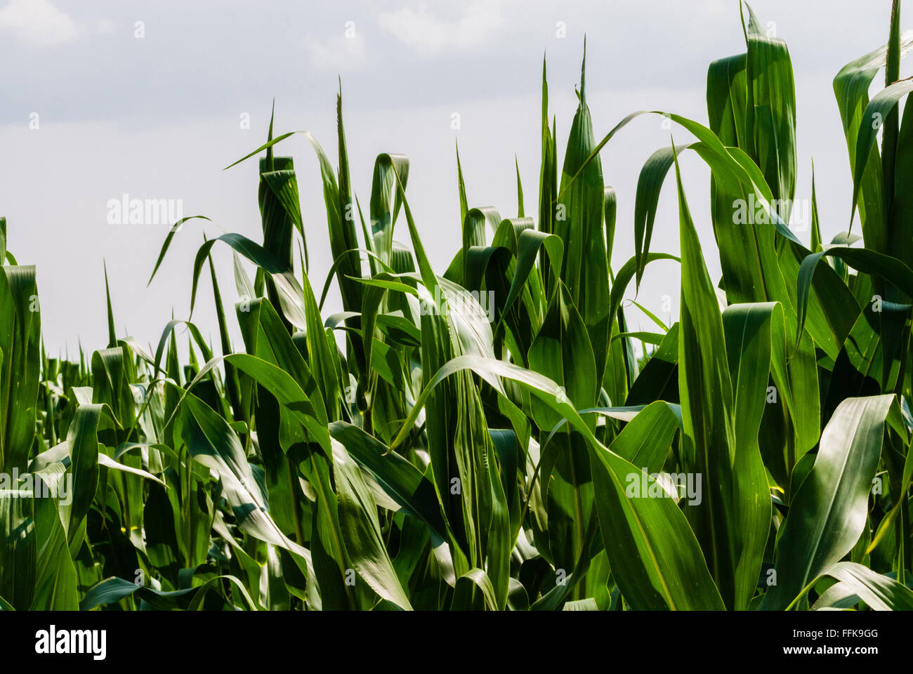 Close-up di lussureggianti e verdi foglie di mais su stocchi, contro il cielo bianco. Foto Stock