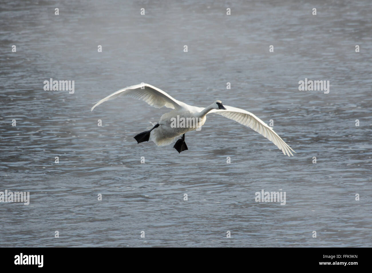 Un trumpeter swan si presenta per un atterraggio sul fiume Mississippi al parco di Cigno in Monticello, Minnesota, Stati Uniti d'America Foto Stock