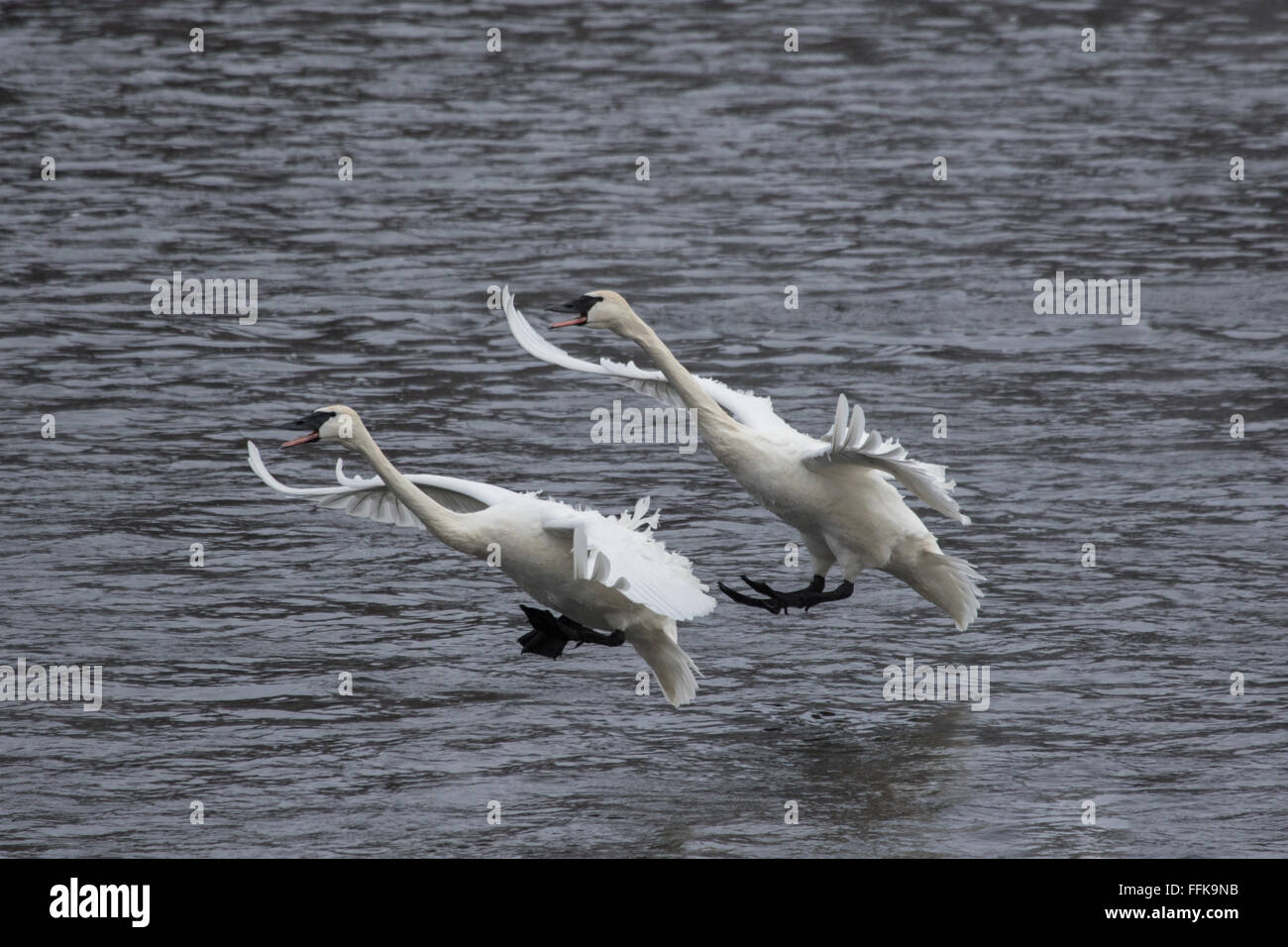 Due trumpeter swans per entrare in un atterraggio sul fiume Mississippi al parco di Cigno, Monticello, MN, Stati Uniti d'America Foto Stock