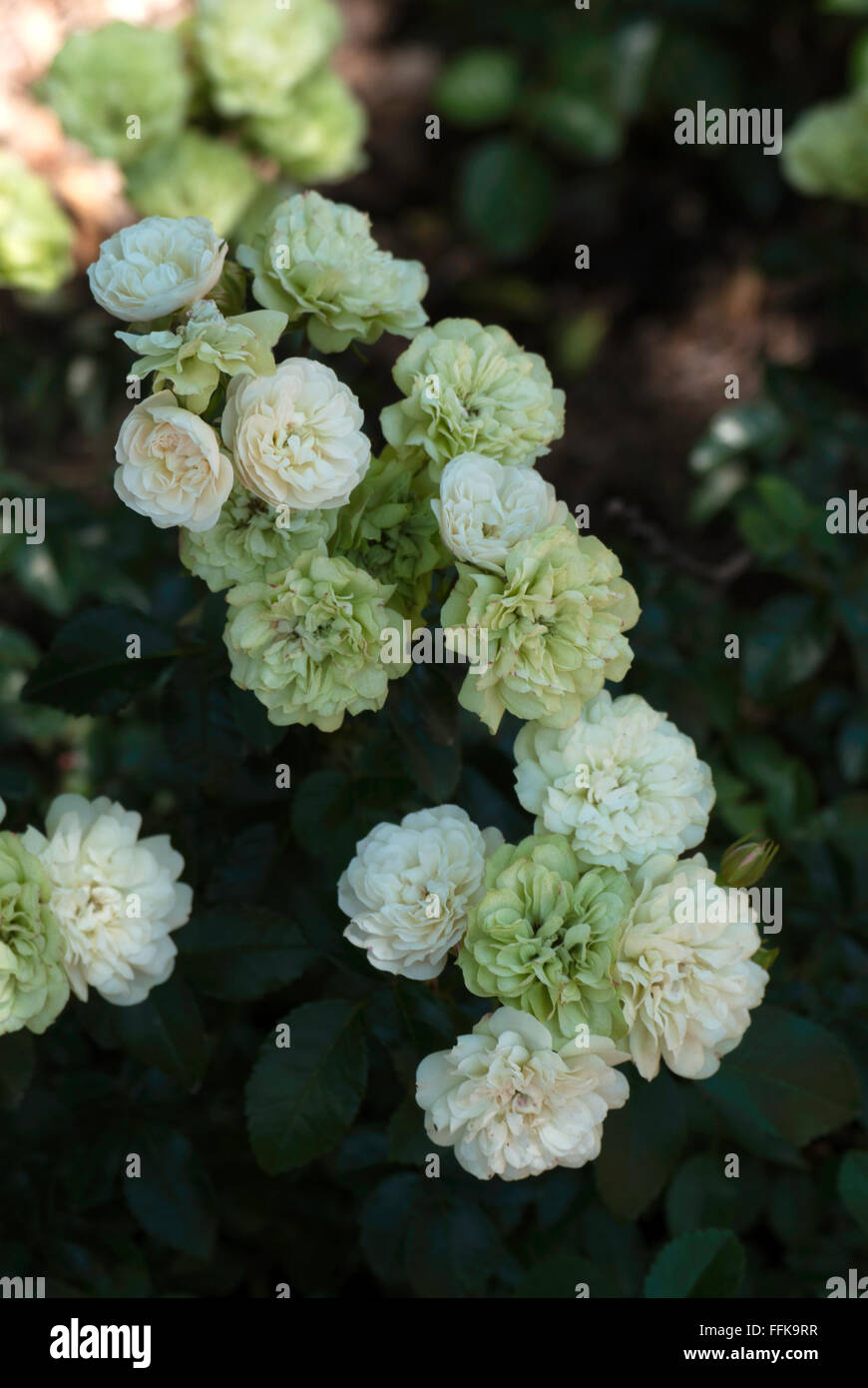 Rosa ghiaccio verde, rosa Foto Stock