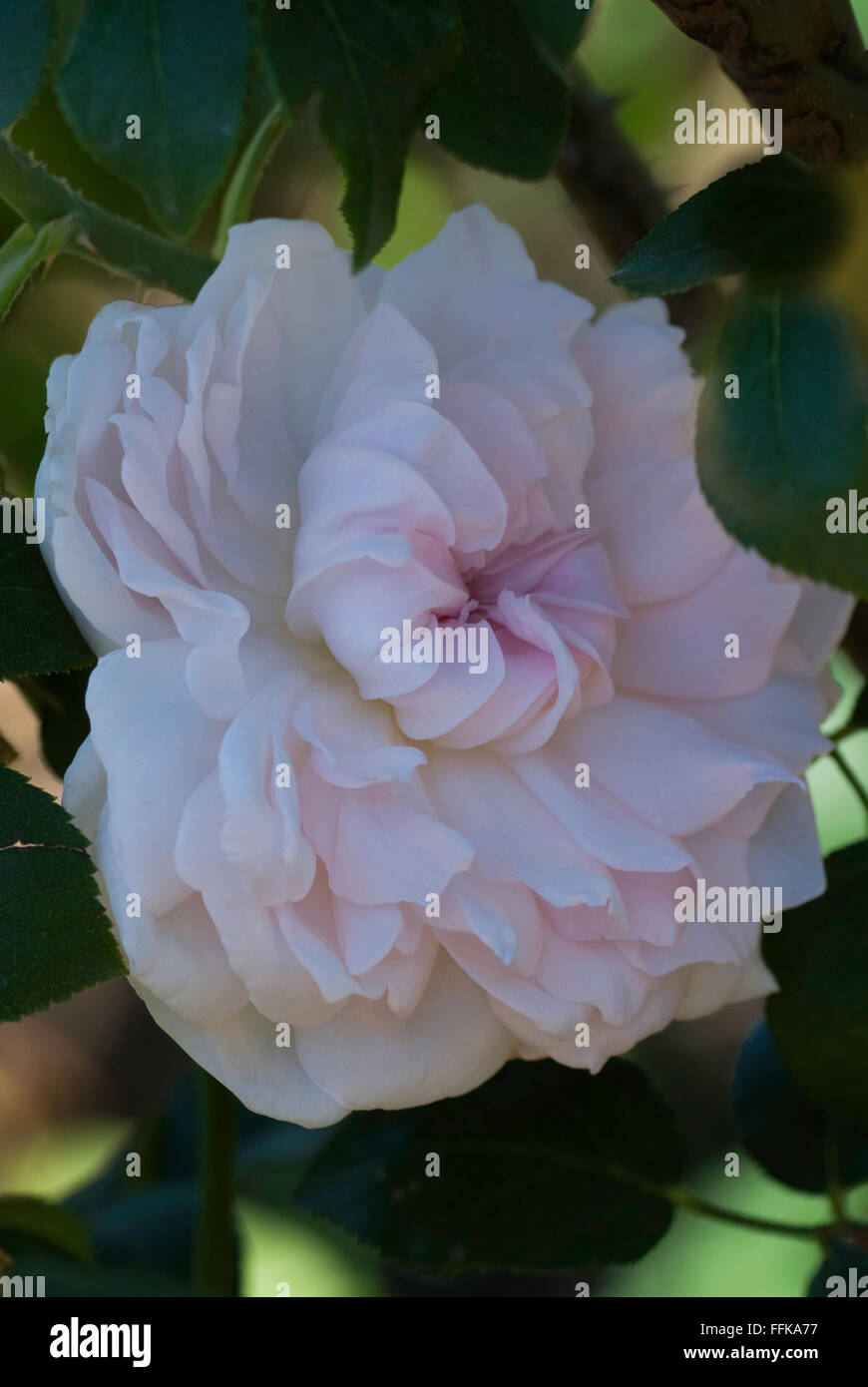 Rosa EGLANTYNE, rosa Foto Stock