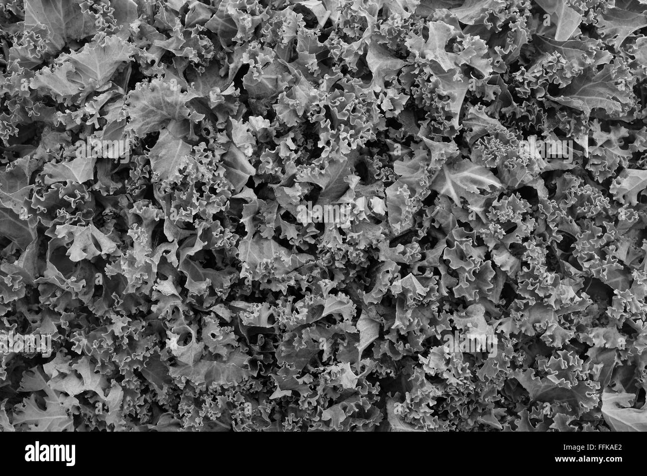 Un trito di kale come astratta texture di sfondo - elaborazione monocromatica Foto Stock