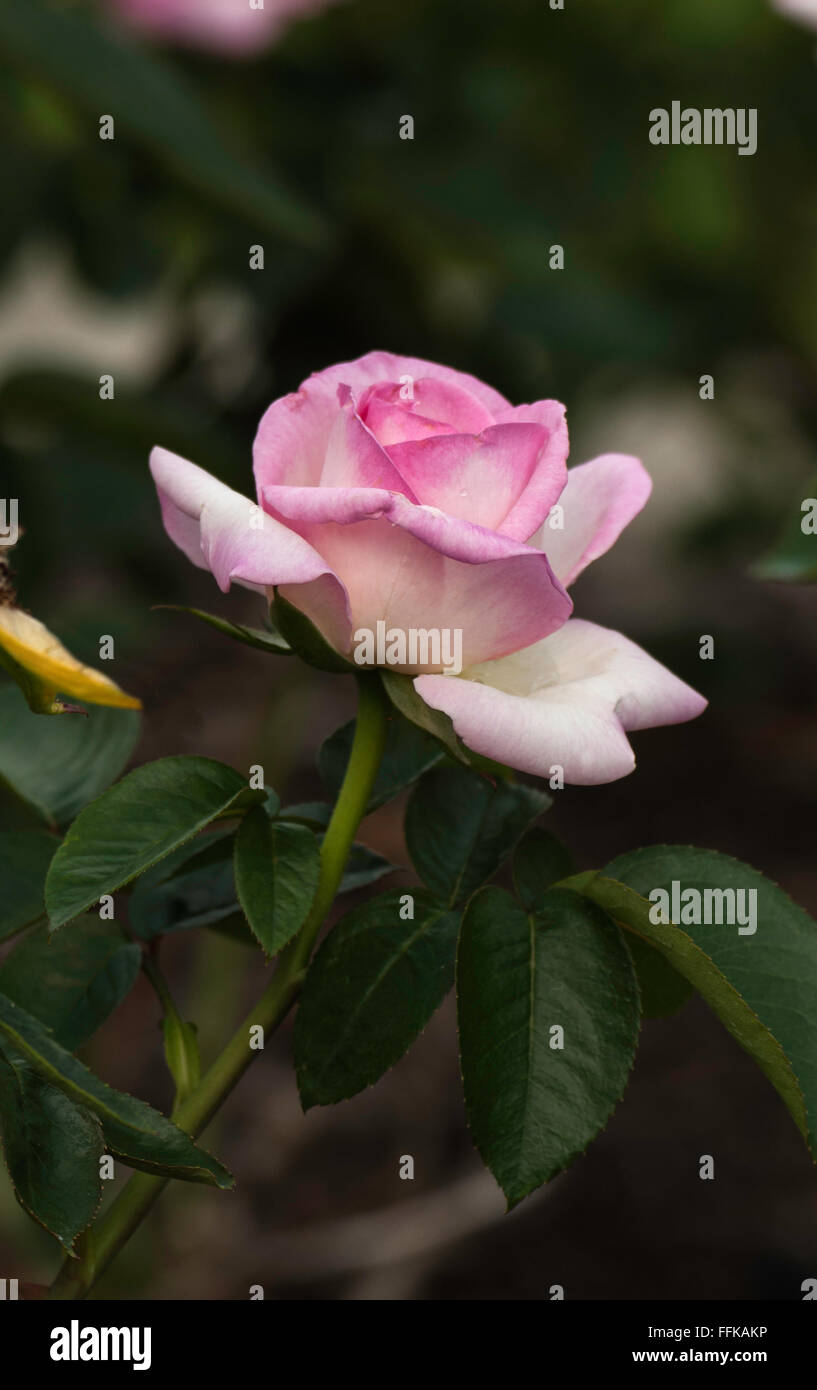 "La Principessa Grace' Rosa , rosa Princesse de Monaco , Foto Stock