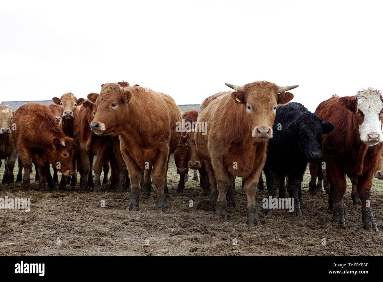 Mandria di mucche in campo fangoso. Foto Stock