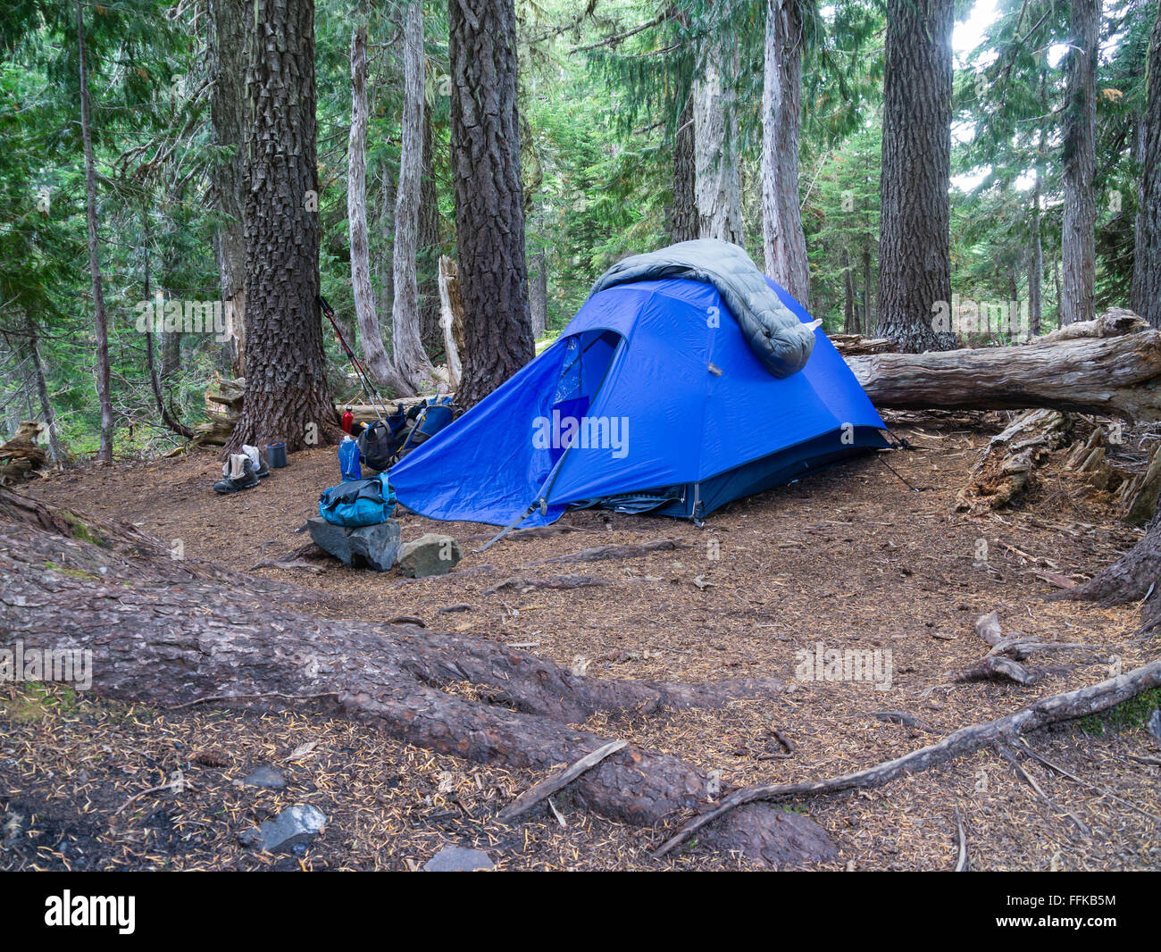 Blue Back Country tenda a Forest Camp Site subito dopo l'arrivo Foto Stock