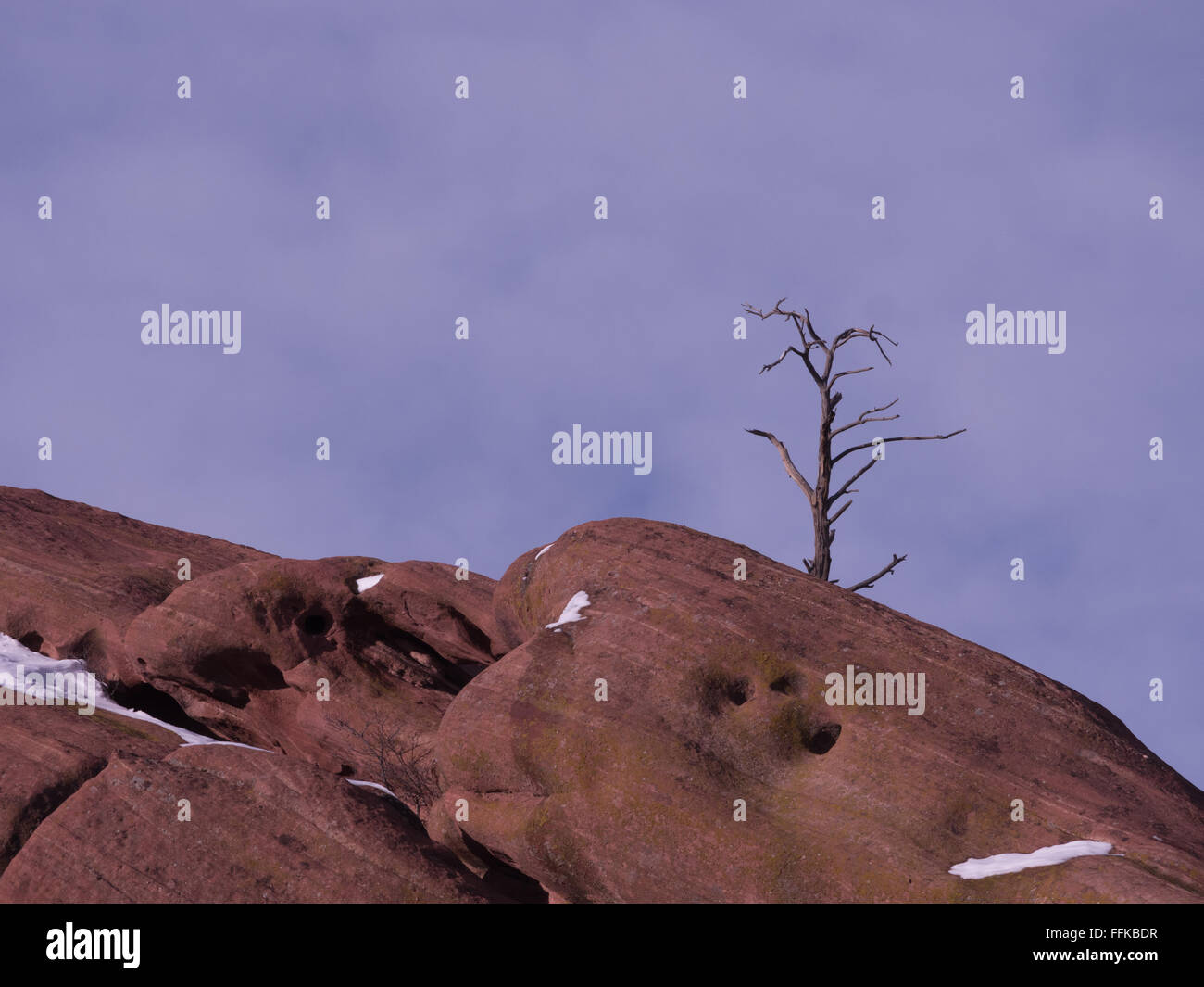 Albero solitario, rocce rosse, blu cielo d'inverno. Foto Stock