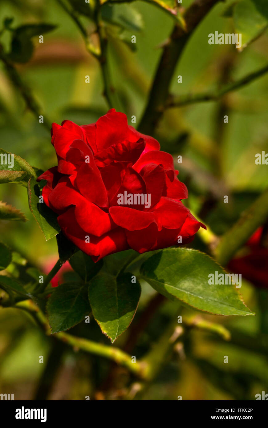 Fontana di rosso, rosso grande alpinista fiorito Foto Stock