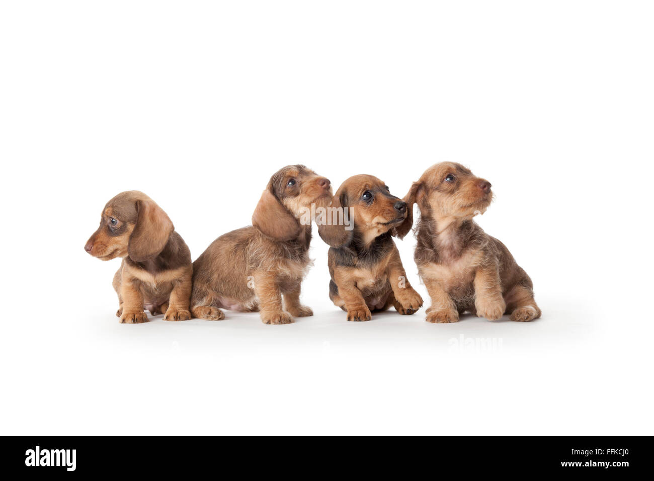 Quattro wire-haired bassotto cuccioli su sfondo bianco Foto Stock