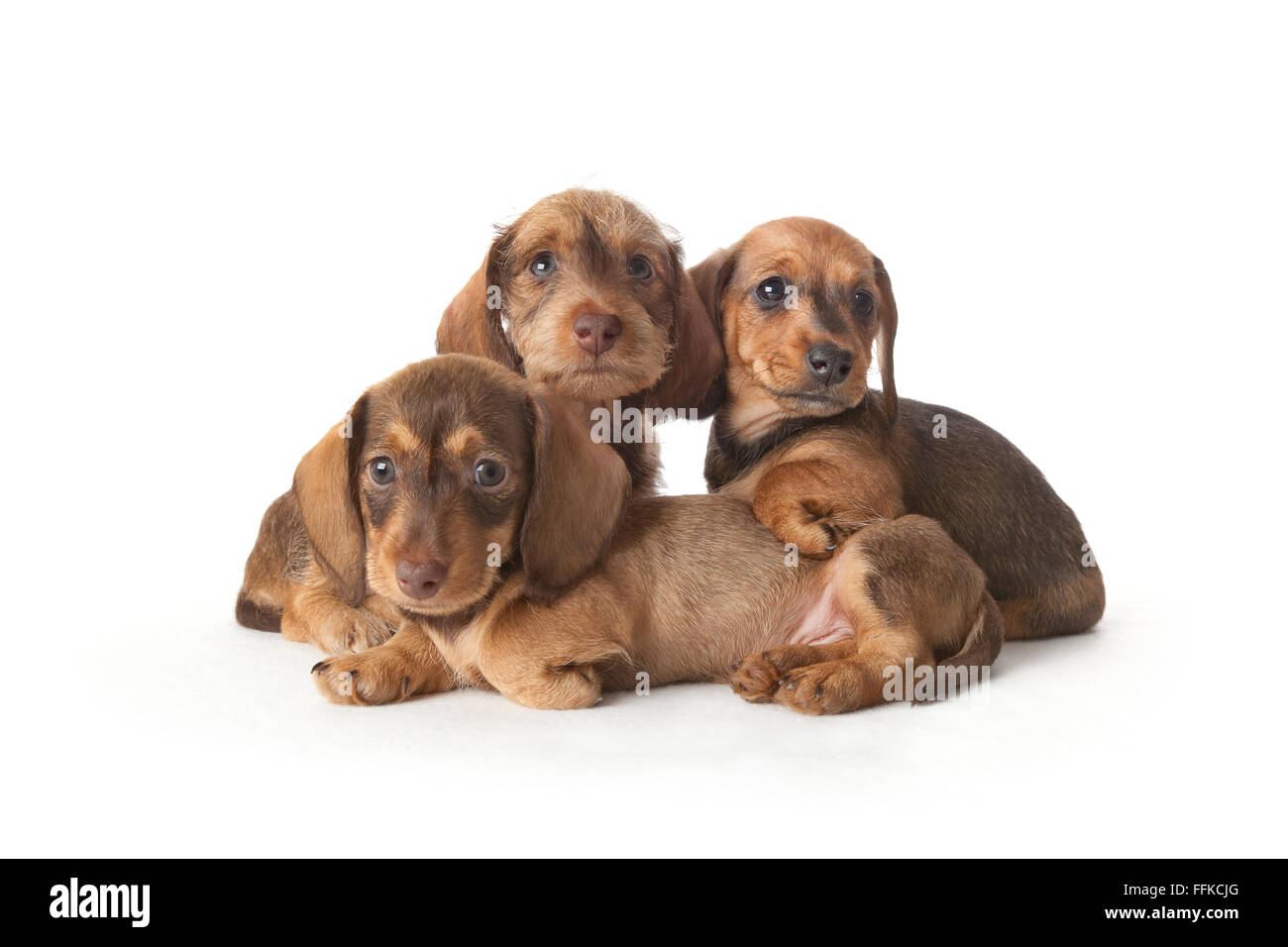 Ritratto di famiglia di filo-pelose bassotto cuccioli su sfondo bianco Foto Stock