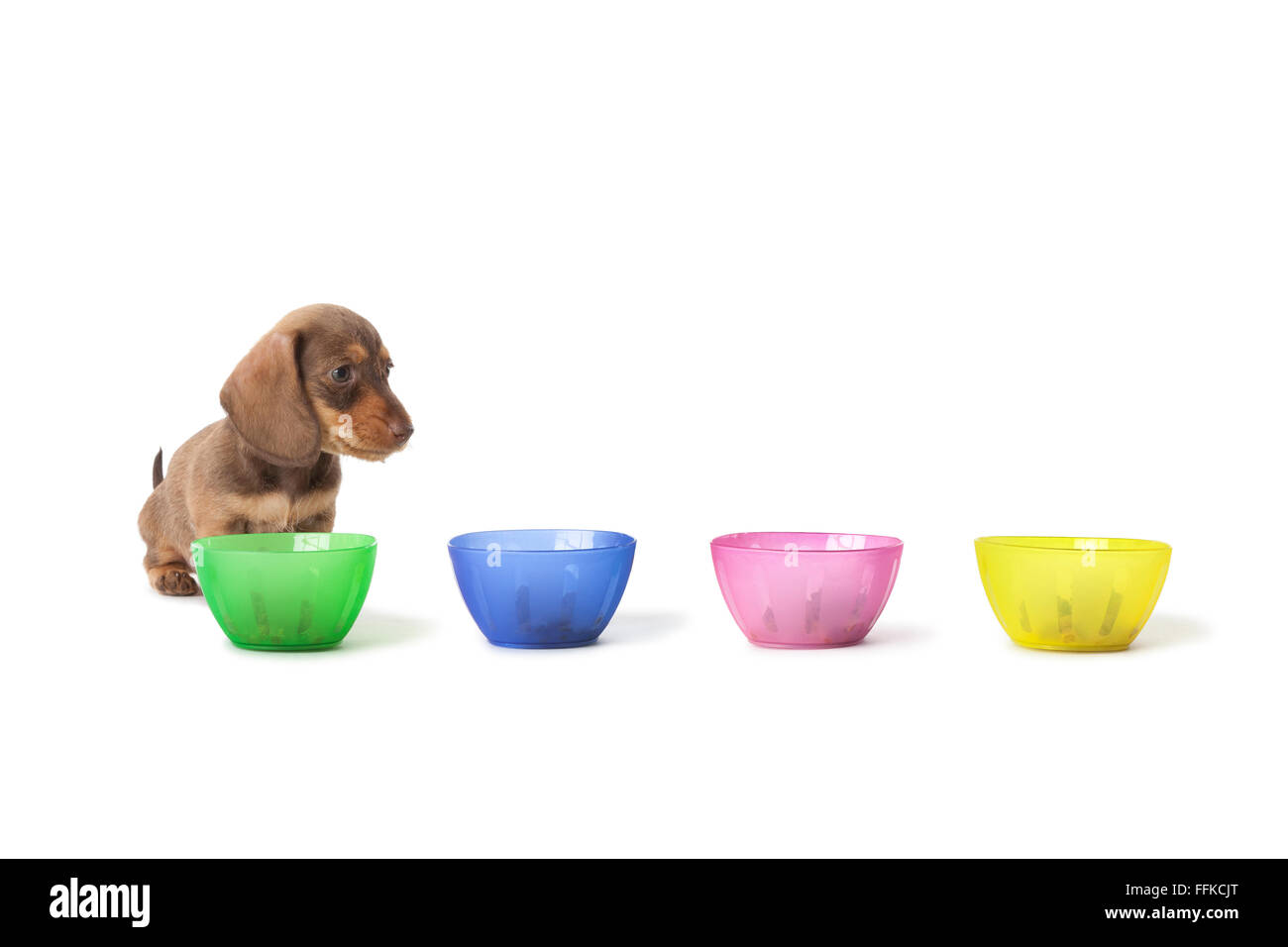 Wire-haired bassotto cucciolo non è in grado di scegliere tra tazze colorate con cibo su sfondo bianco Foto Stock