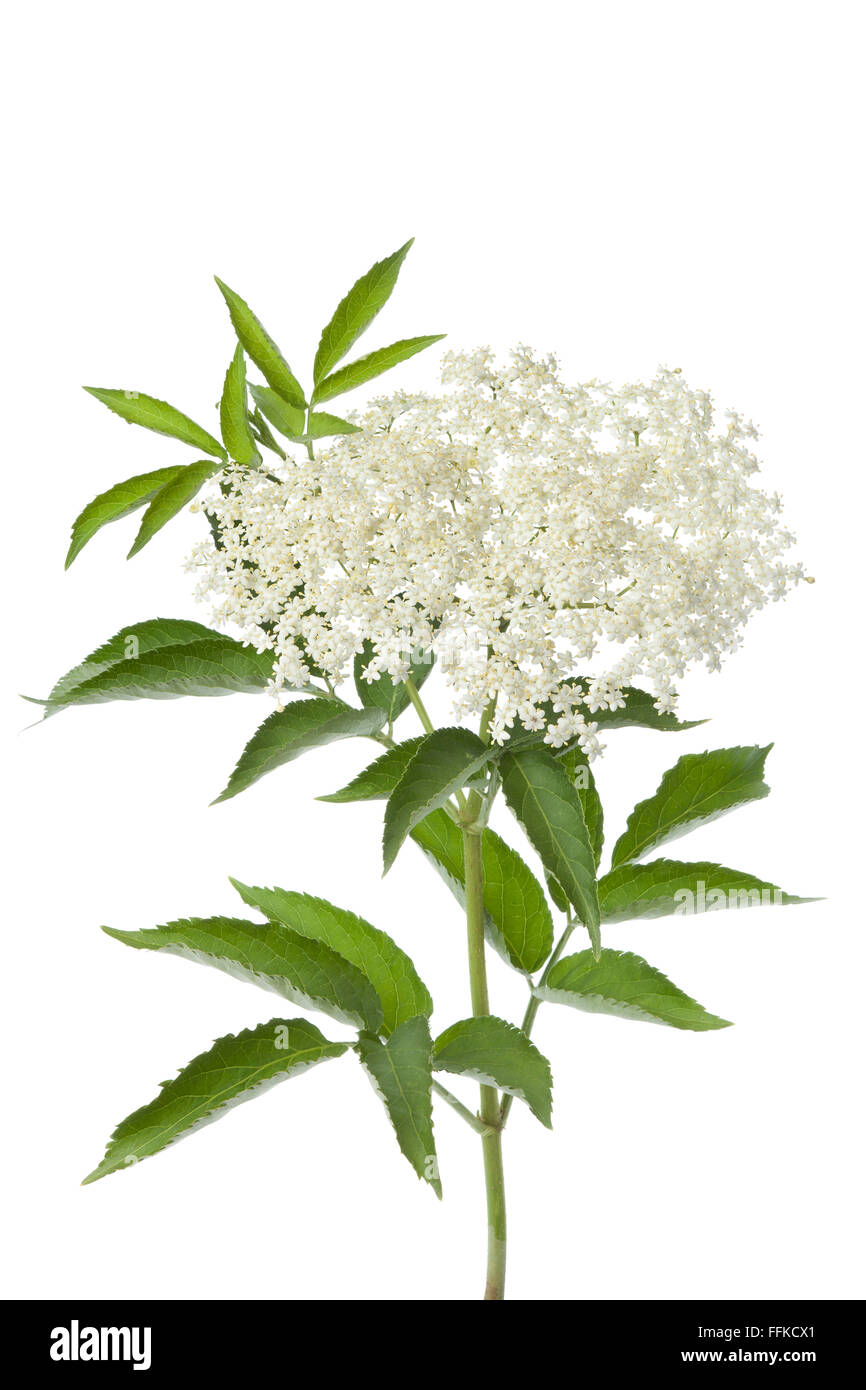 Bianco fresco di fiori di sambuco e foglie su sfondo bianco Foto stock -  Alamy
