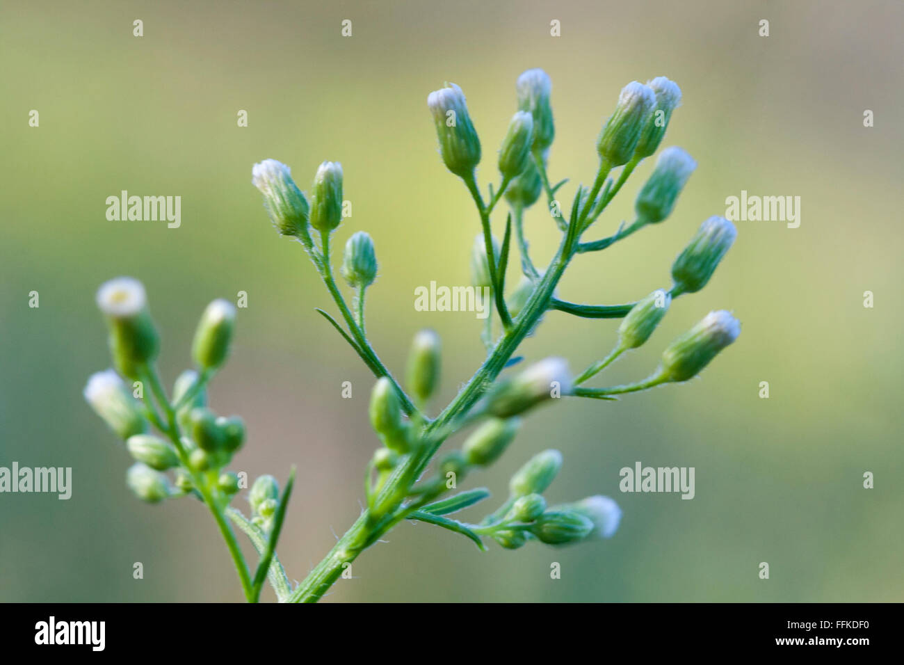 Natura verde primavera wild impianto sul campo closeup su sfondo naturale Foto Stock