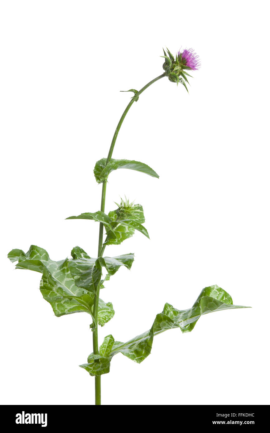 Fioritura viola cardo su sfondo bianco Foto Stock